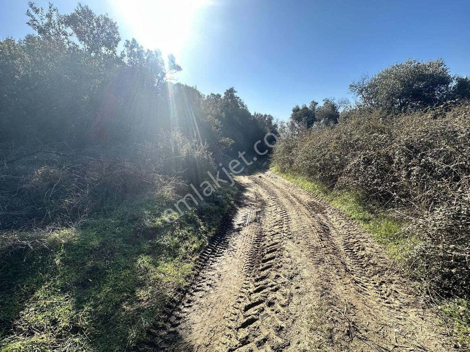 Remax Pin'den Dağyeni'de Satılık 9700 M2 Yolu Olan Zeytinlik - Görsel 11