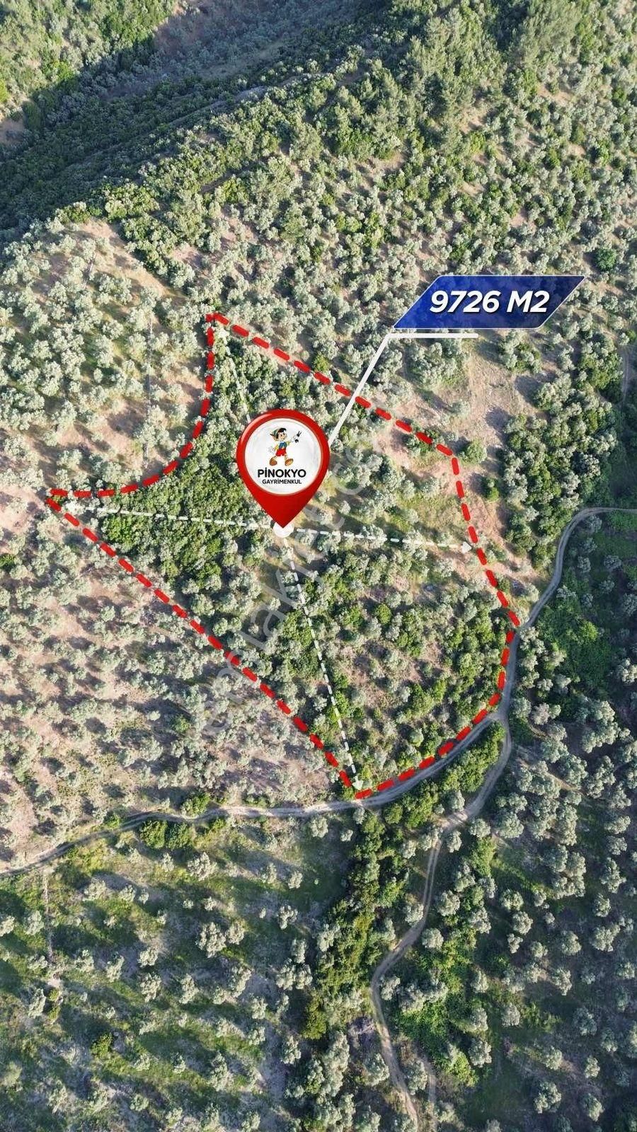 Remax Pin'den Dağyeni'de Satılık 9700 M2 Yolu Olan Zeytinlik - Görsel 6