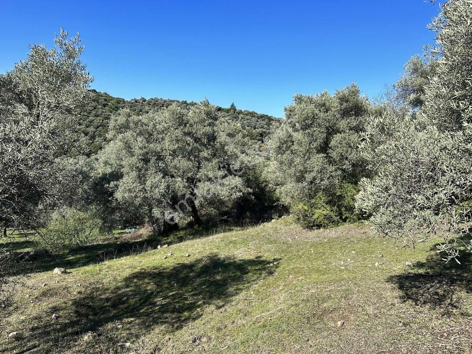 Remax Pin'den Dağyeni'de Satılık 9700 M2 Yolu Olan Zeytinlik - Görsel 21