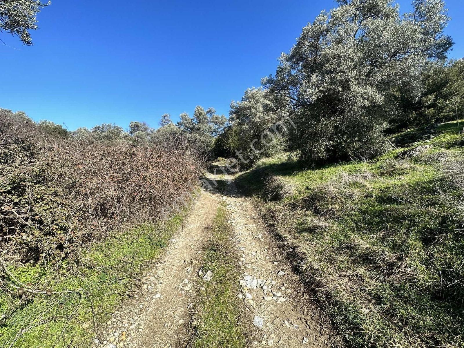 Remax Pin'den Dağyeni'de Satılık 9700 M2 Yolu Olan Zeytinlik - Görsel 16