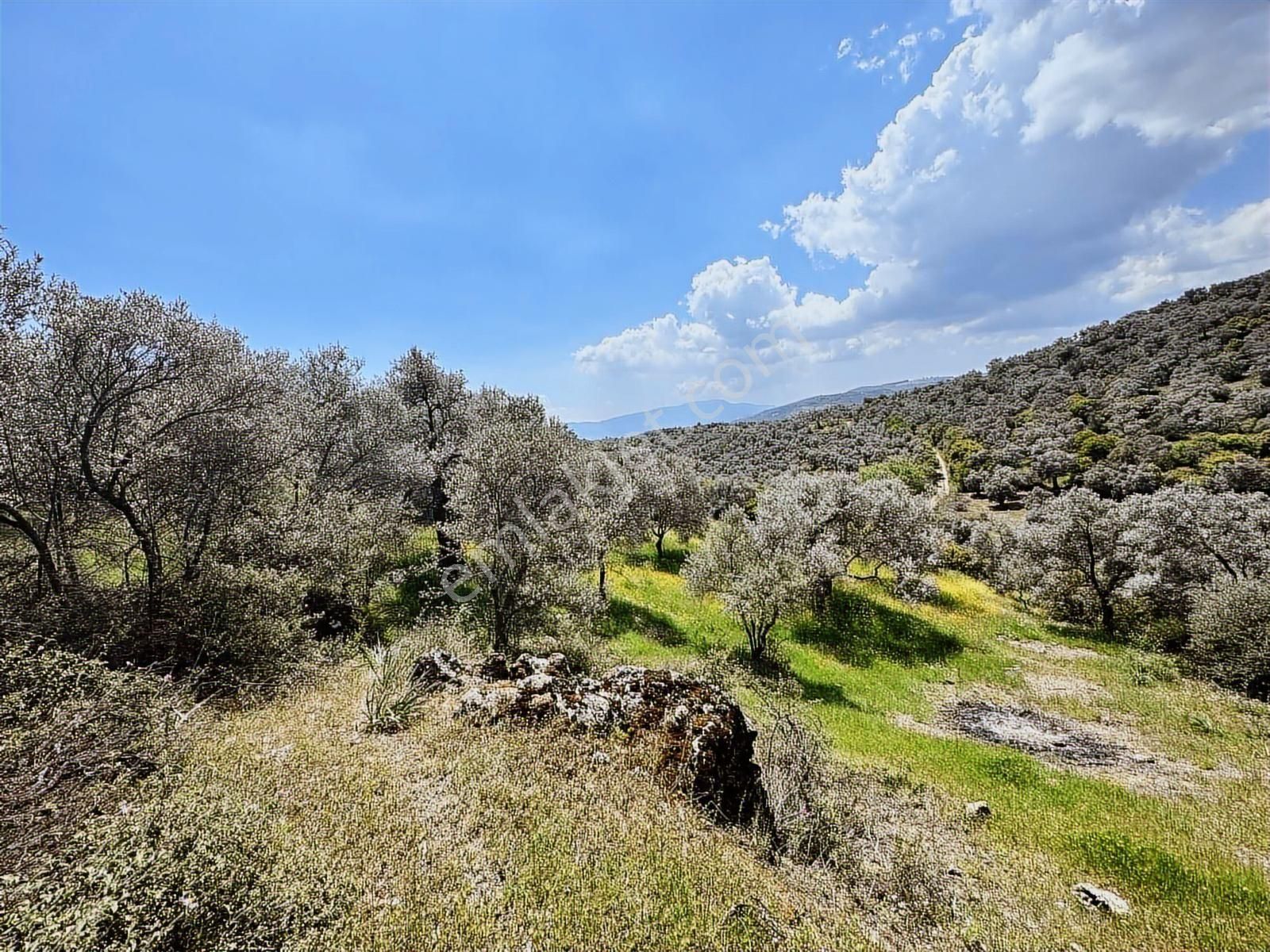 Remax Pin'den Dağyeni'de Satılık 9700 M2 Yolu Olan Zeytinlik - Görsel 27