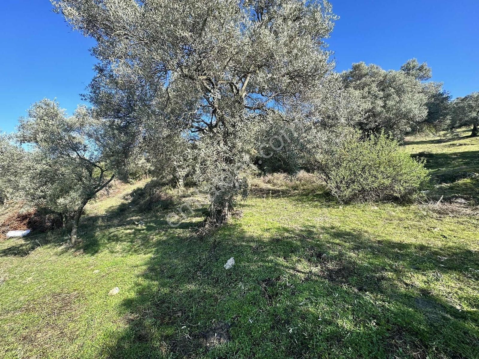 Remax Pin'den Dağyeni'de Satılık 9700 M2 Yolu Olan Zeytinlik - Görsel 23