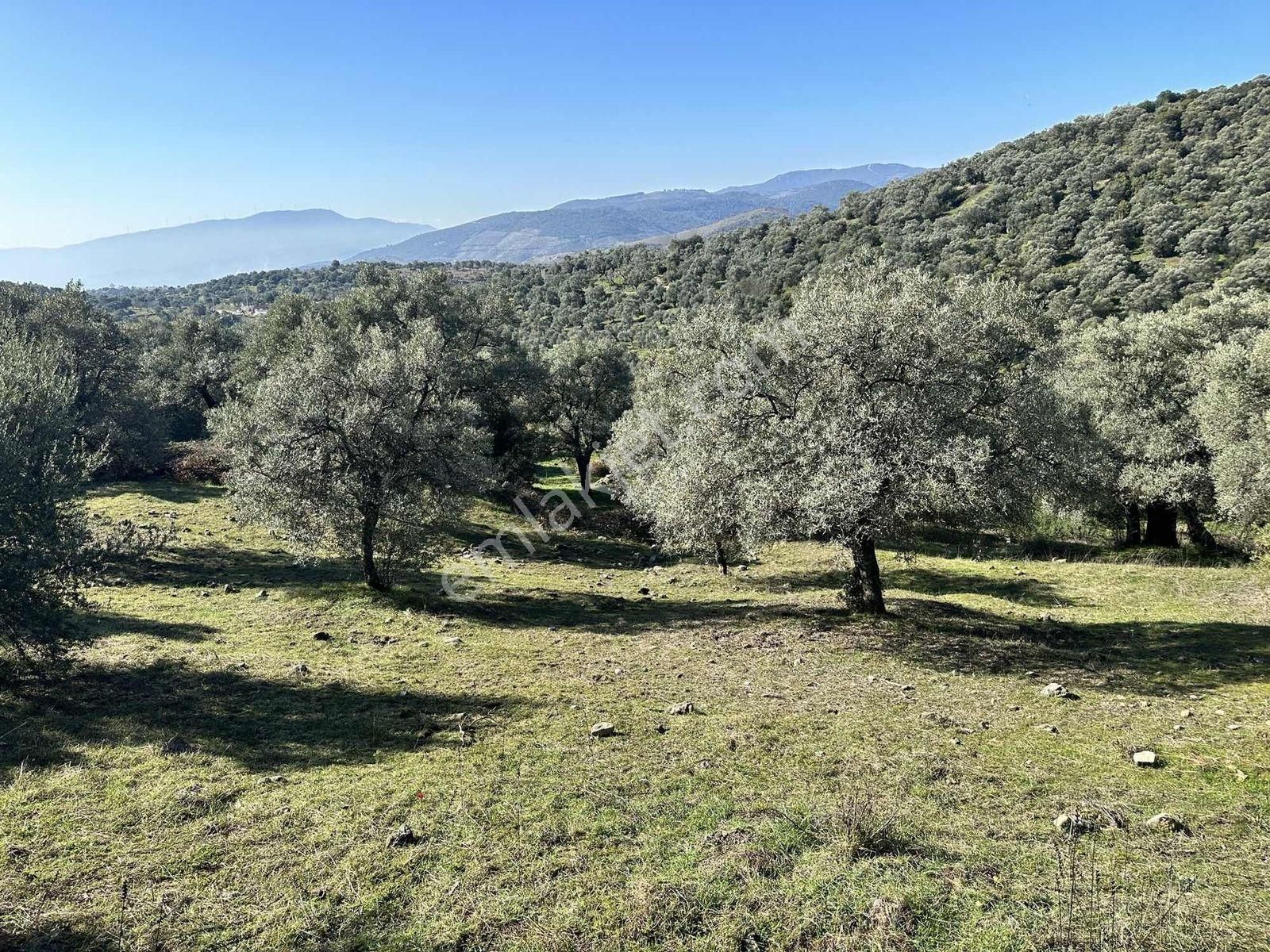 Remax Pin'den Dağyeni'de Satılık 9700 M2 Yolu Olan Zeytinlik