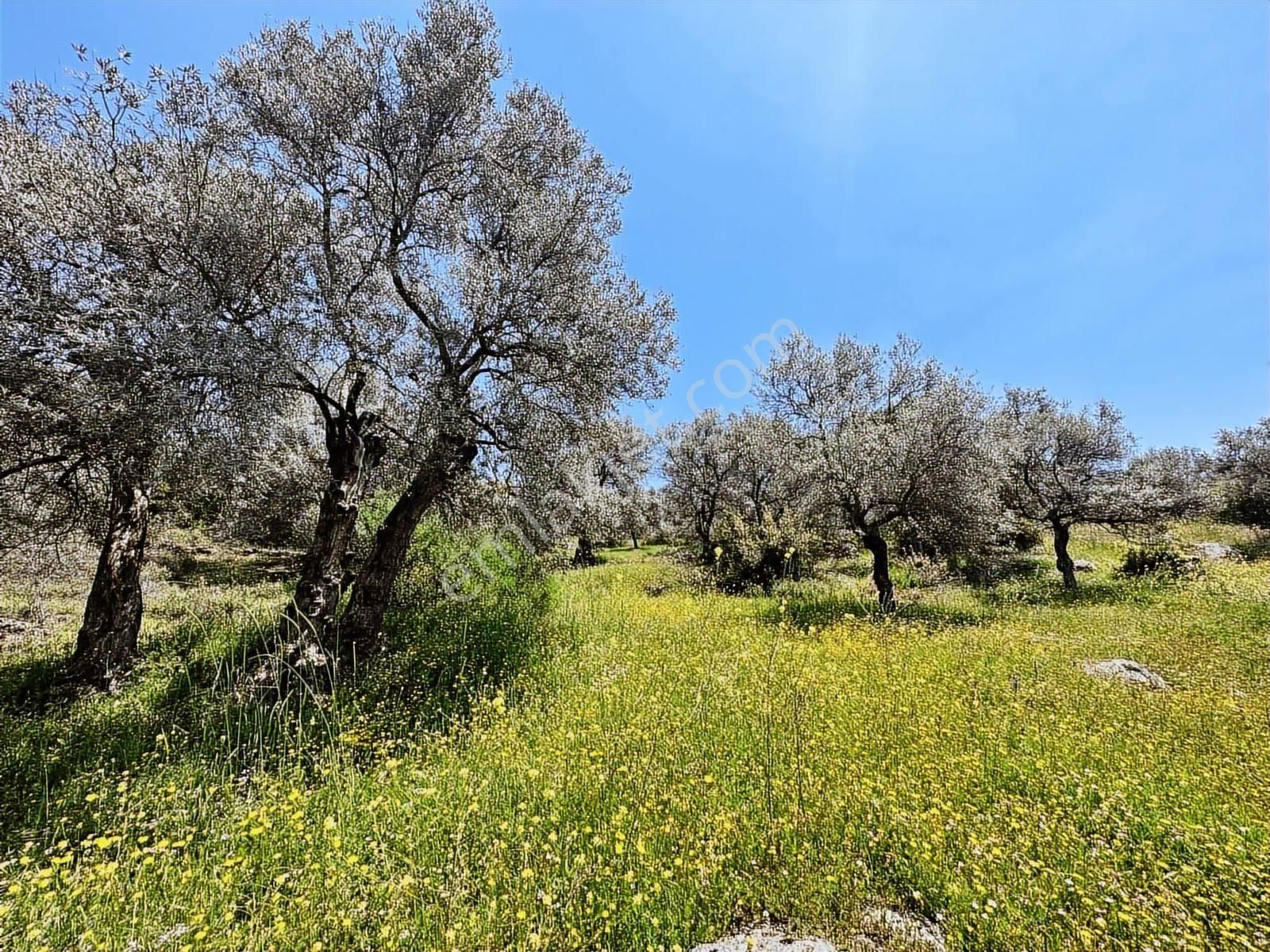 Remax Pin'den Dağyeni'de Satılık 9700 M2 Yolu Olan Zeytinlik - Görsel 24