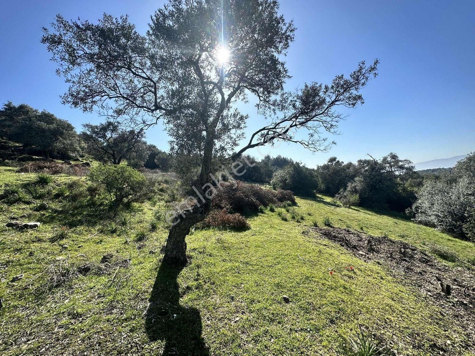 Remax Pin'den Dağyeni'de Satılık 9700 M2 Yolu Olan Zeytinlik - Görsel 35