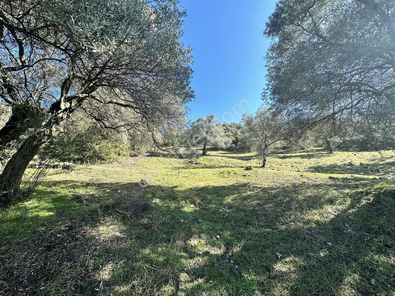 Remax Pin'den Dağyeni'de Satılık 9700 M2 Yolu Olan Zeytinlik - Görsel 2