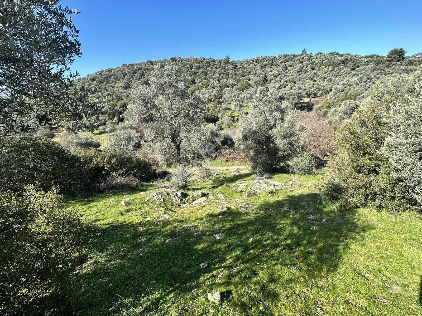 Remax Pin'den Dağyeni'de Satılık 9700 M2 Yolu Olan Zeytinlik - Görsel 3