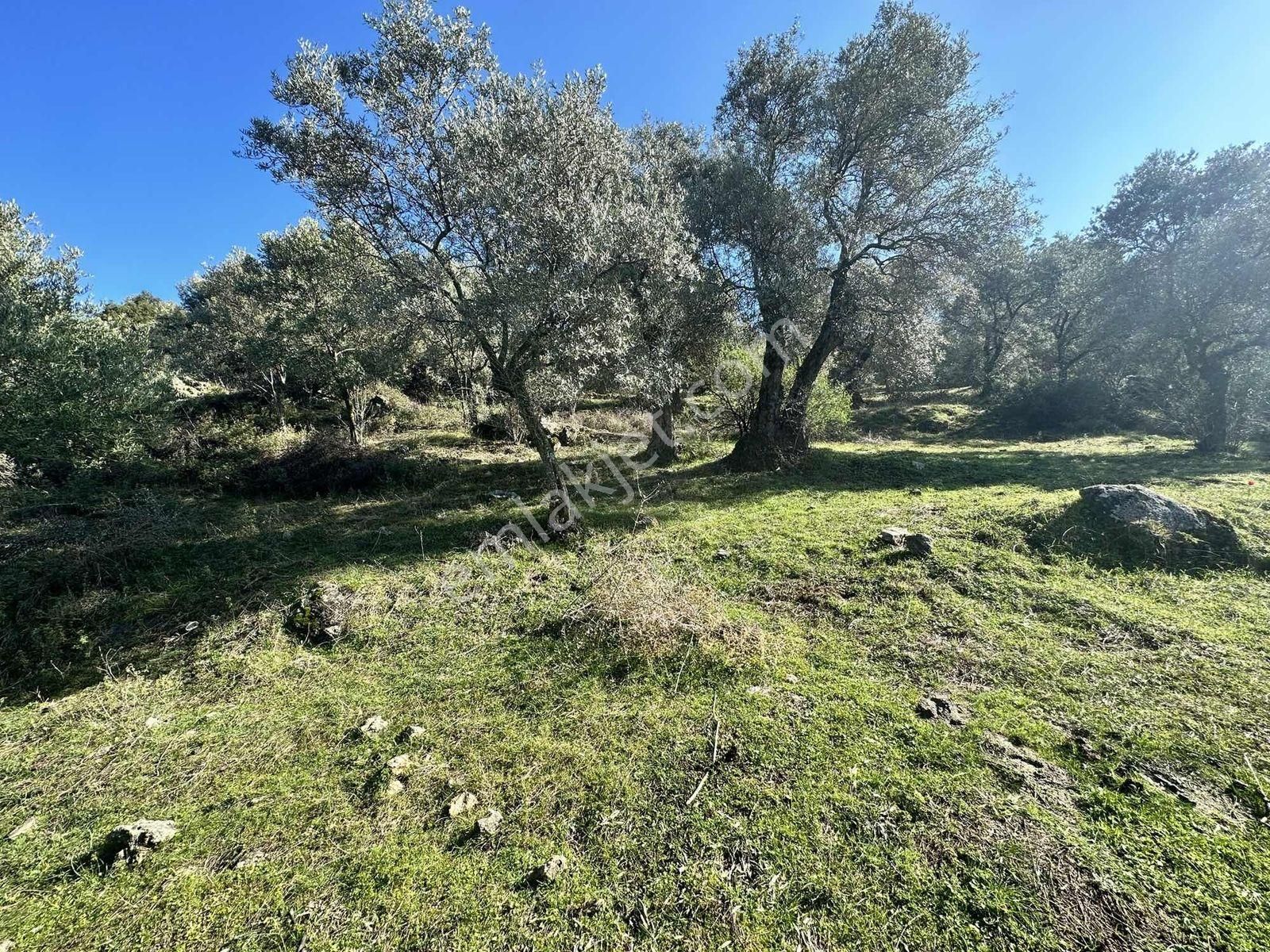 Remax Pin'den Dağyeni'de Satılık 9700 M2 Yolu Olan Zeytinlik - Görsel 4