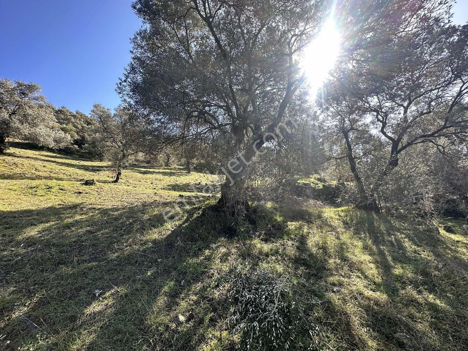 Remax Pin'den Dağyeni'de Satılık 9700 M2 Yolu Olan Zeytinlik - Görsel 31