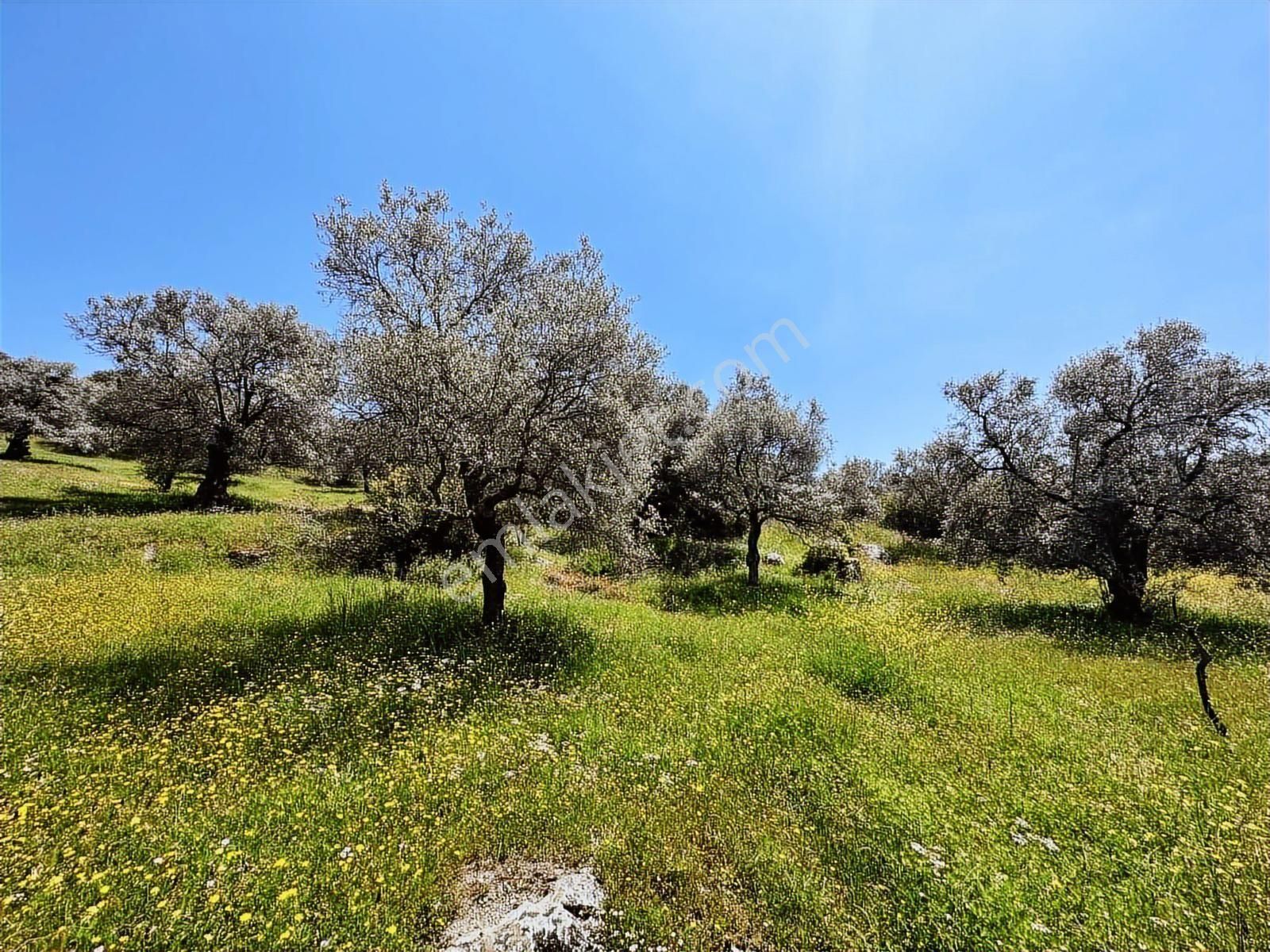 Remax Pin'den Dağyeni'de Satılık 9700 M2 Yolu Olan Zeytinlik - Görsel 26