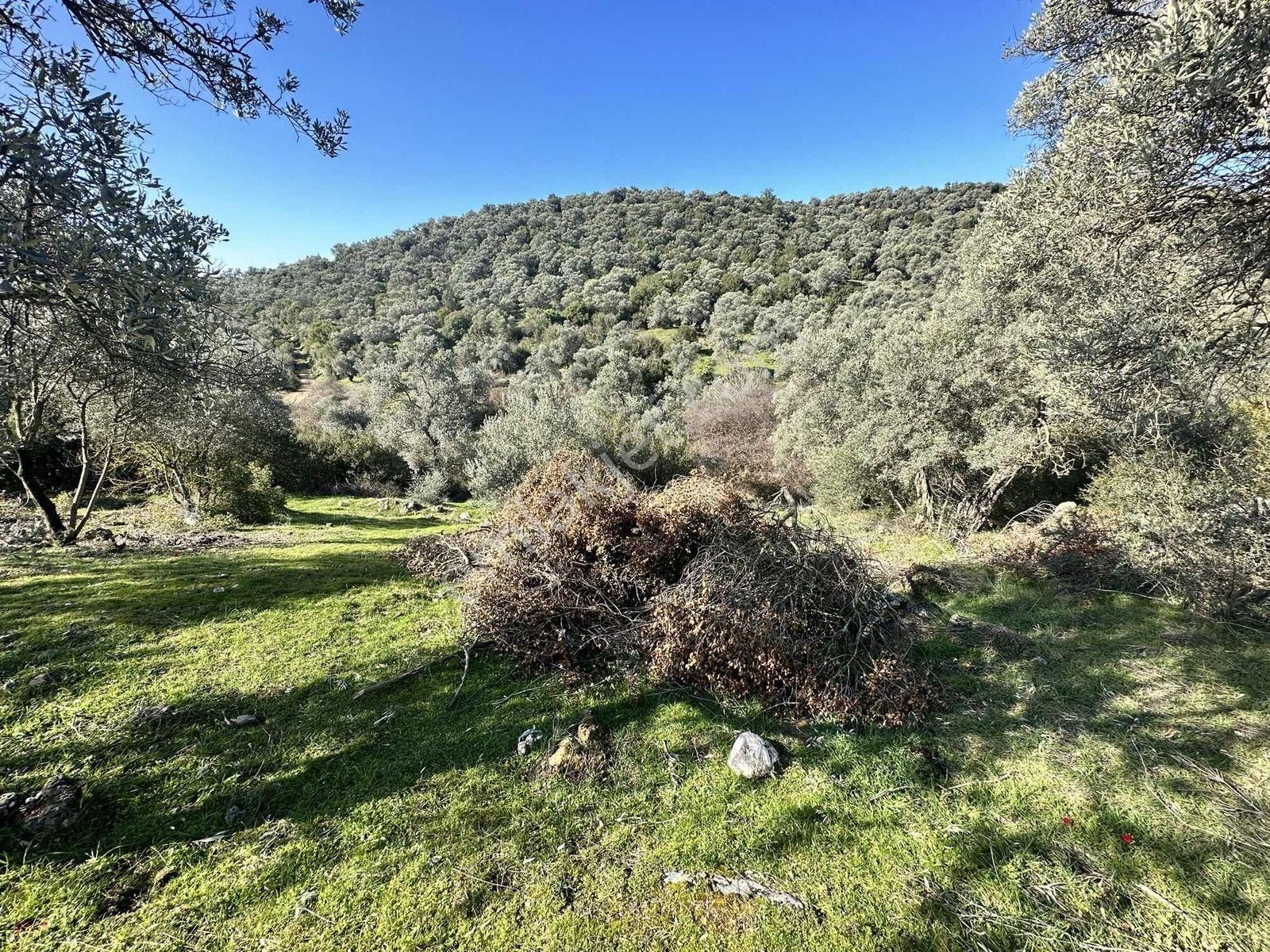 Remax Pin'den Dağyeni'de Satılık 9700 M2 Yolu Olan Zeytinlik - Görsel 17