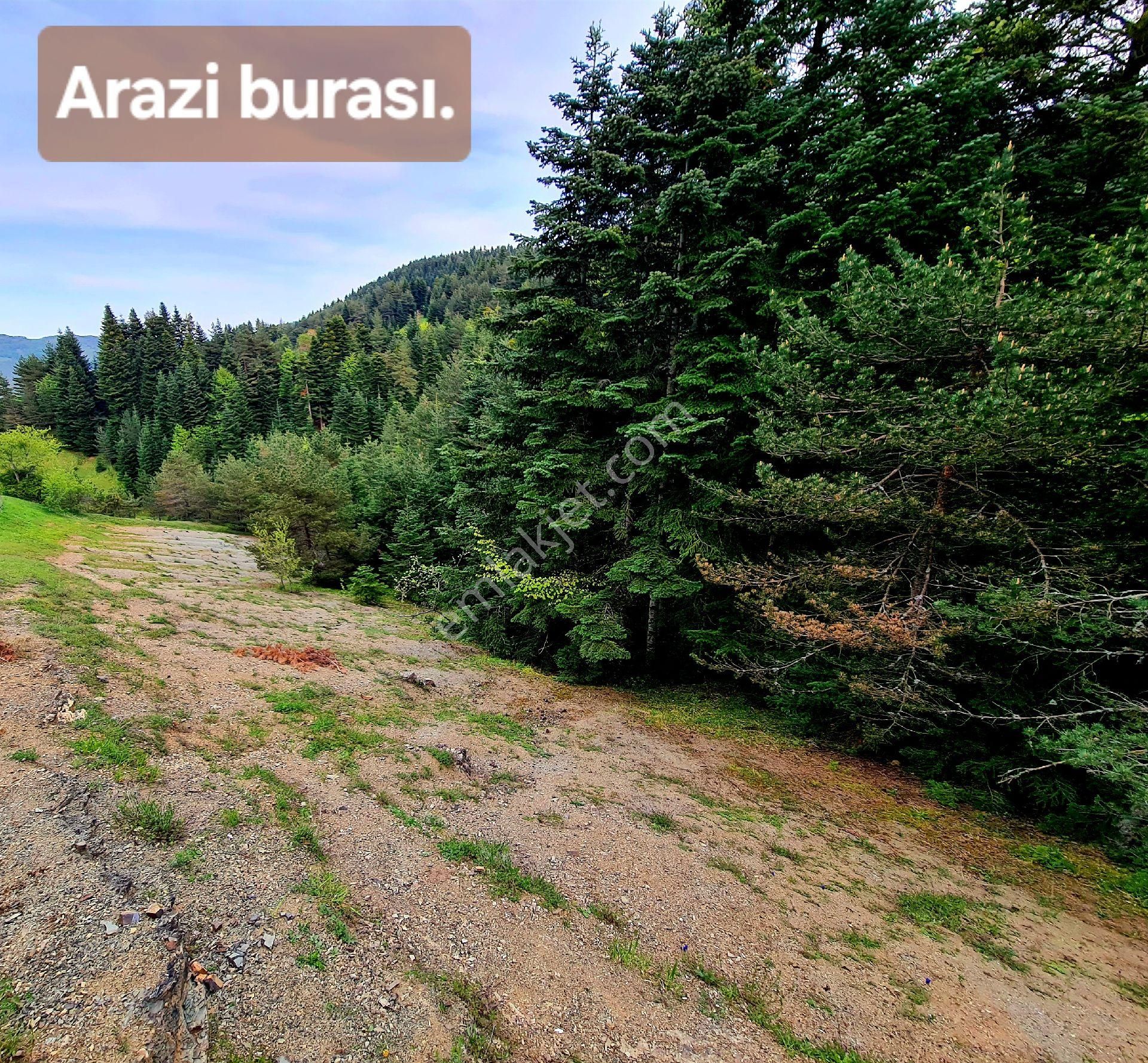 Samsun Bafra Komşupınar Köy Yakını 1.143 M2 Pınar Sulu Tarla. Sebze İçin. Açıklamayı Okuyunuz - Görsel 14