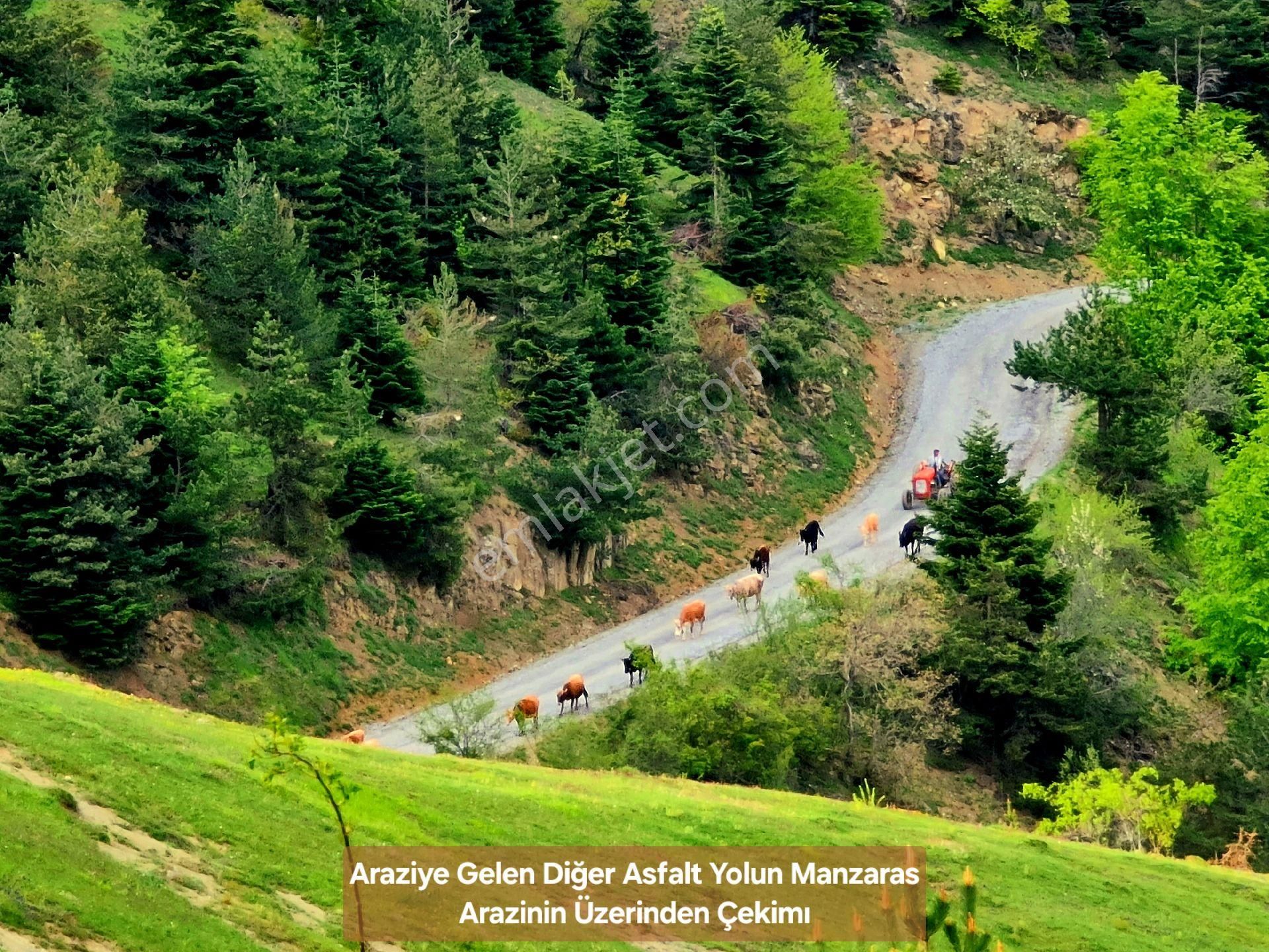 Samsun Bafra Komşupınar Köy Yakını 1.143 M2 Pınar Sulu Tarla. Sebze İçin. Açıklamayı Okuyunuz