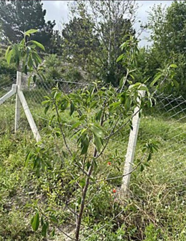 Niksar Ana Yol Kenarı Tek Hisse Etrafı Çevrili Cevizlik Tarla - Görsel 19