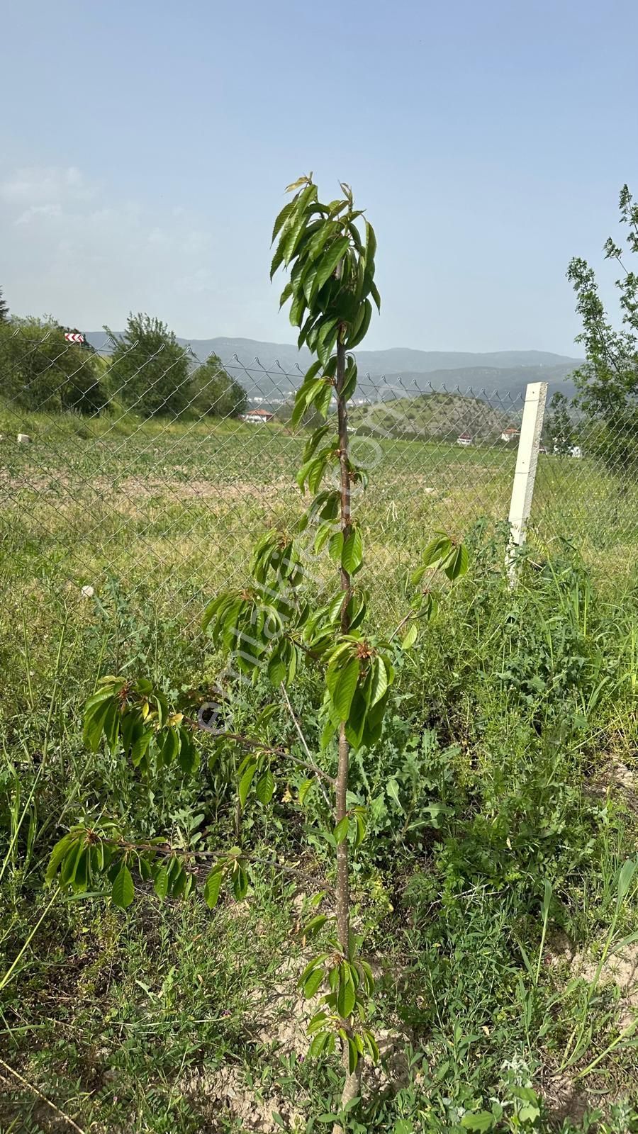 Niksar Ana Yol Kenarı Tek Hisse Etrafı Çevrili Cevizlik Tarla - Görsel 7