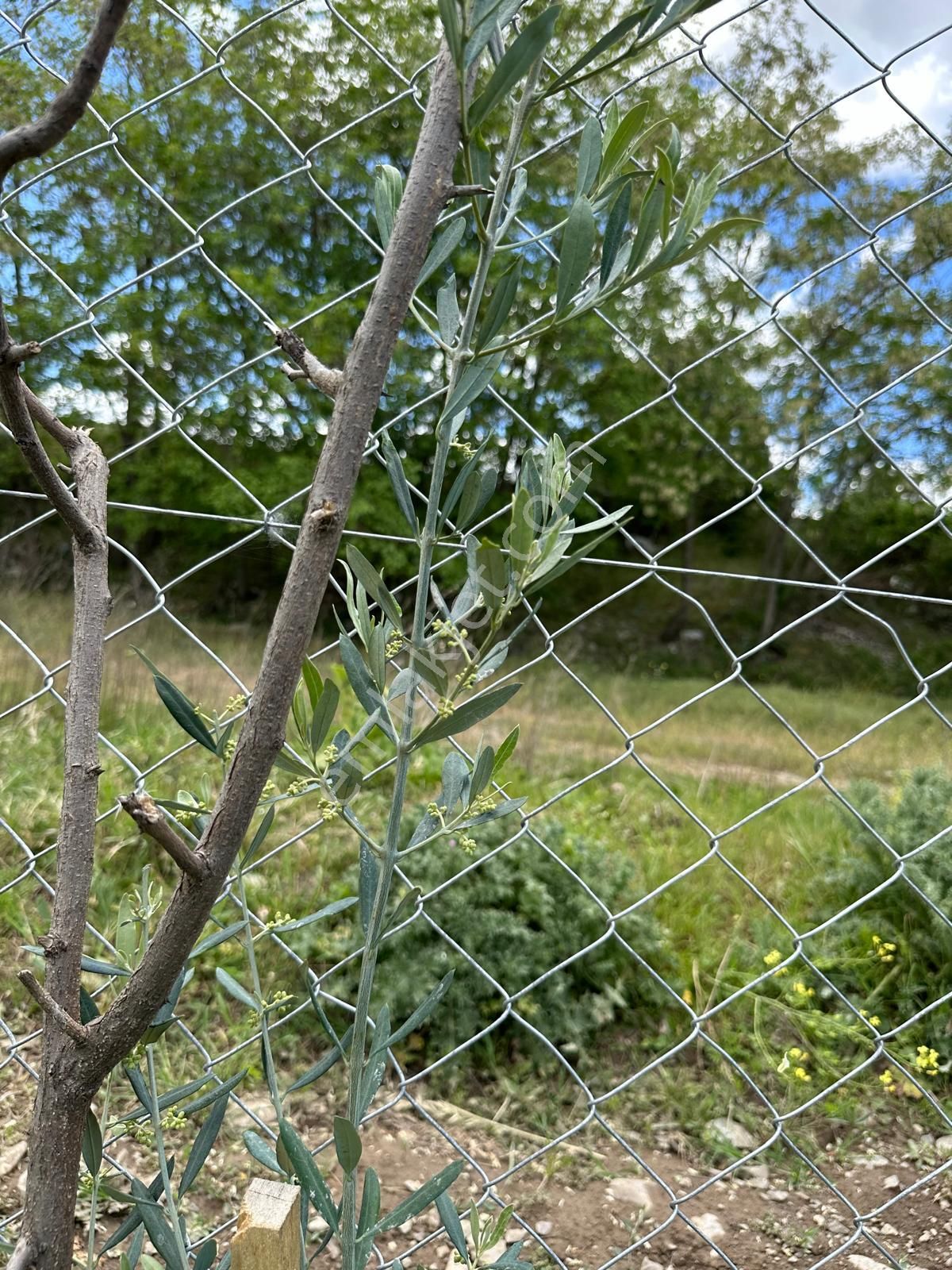 Niksar Ana Yol Kenarı Tek Hisse Etrafı Çevrili Cevizlik Tarla - Görsel 14