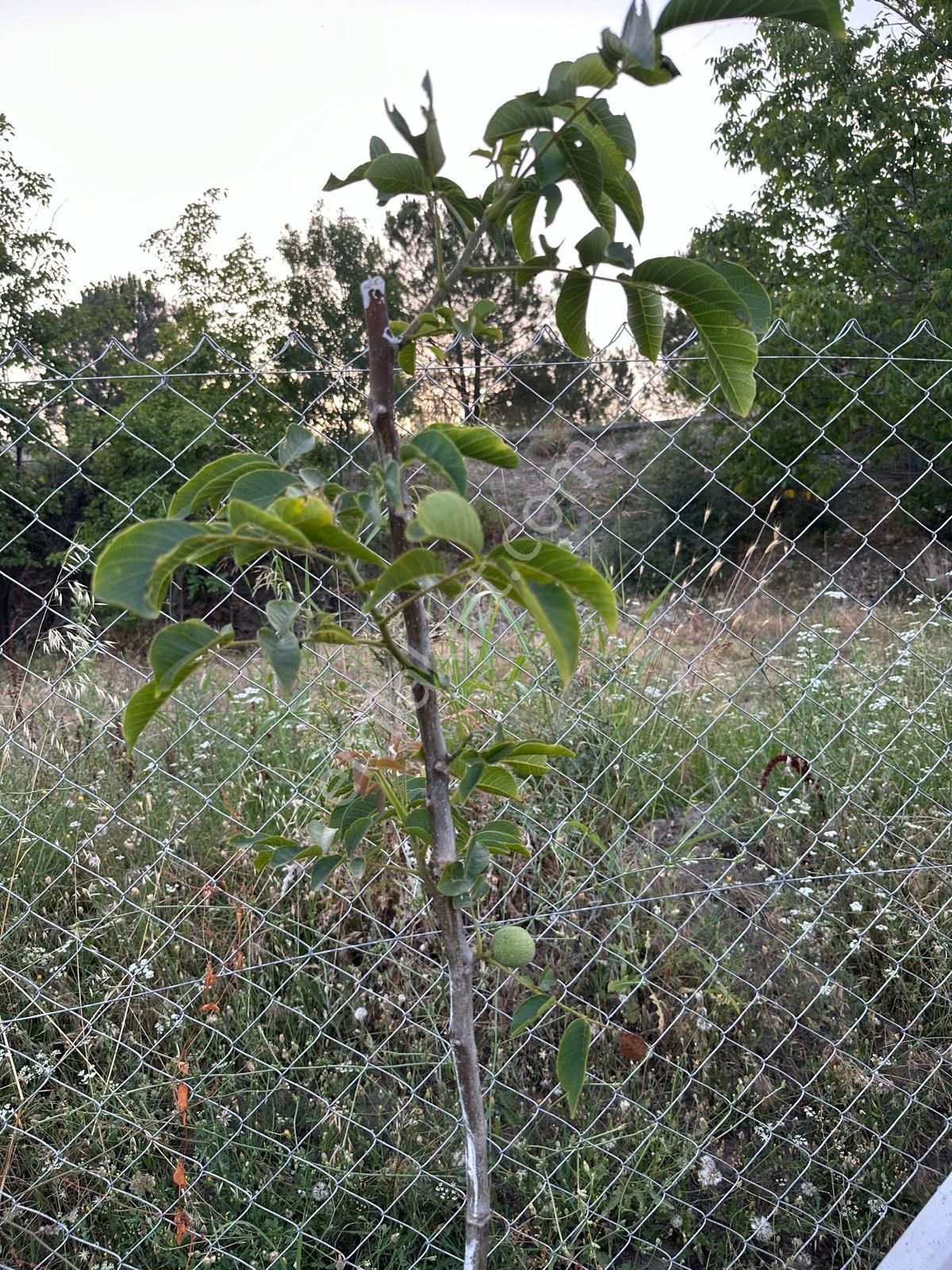 Niksar Ana Yol Kenarı Tek Hisse Etrafı Çevrili Cevizlik Tarla - Görsel 10
