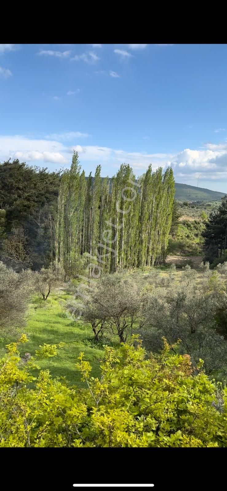 İzmir İstanbul Otobanına Yakın 4,5 Dönüm 100 Zeytin Ağaçlı Verimli Bahçe - Görsel 2