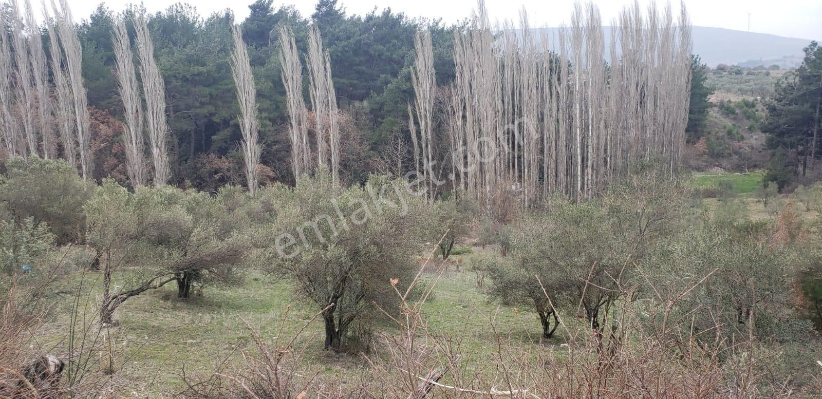 İzmir İstanbul Otobanına Yakın 4,5 Dönüm 100 Zeytin Ağaçlı Verimli Bahçe