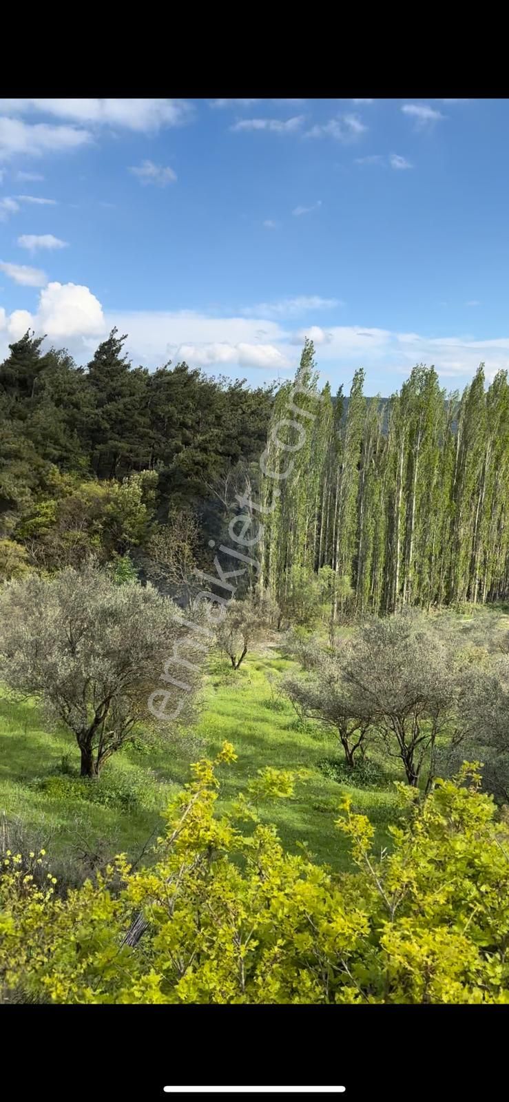 İzmir İstanbul Otobanına Yakın 4,5 Dönüm 100 Zeytin Ağaçlı Verimli Bahçe - Görsel 5