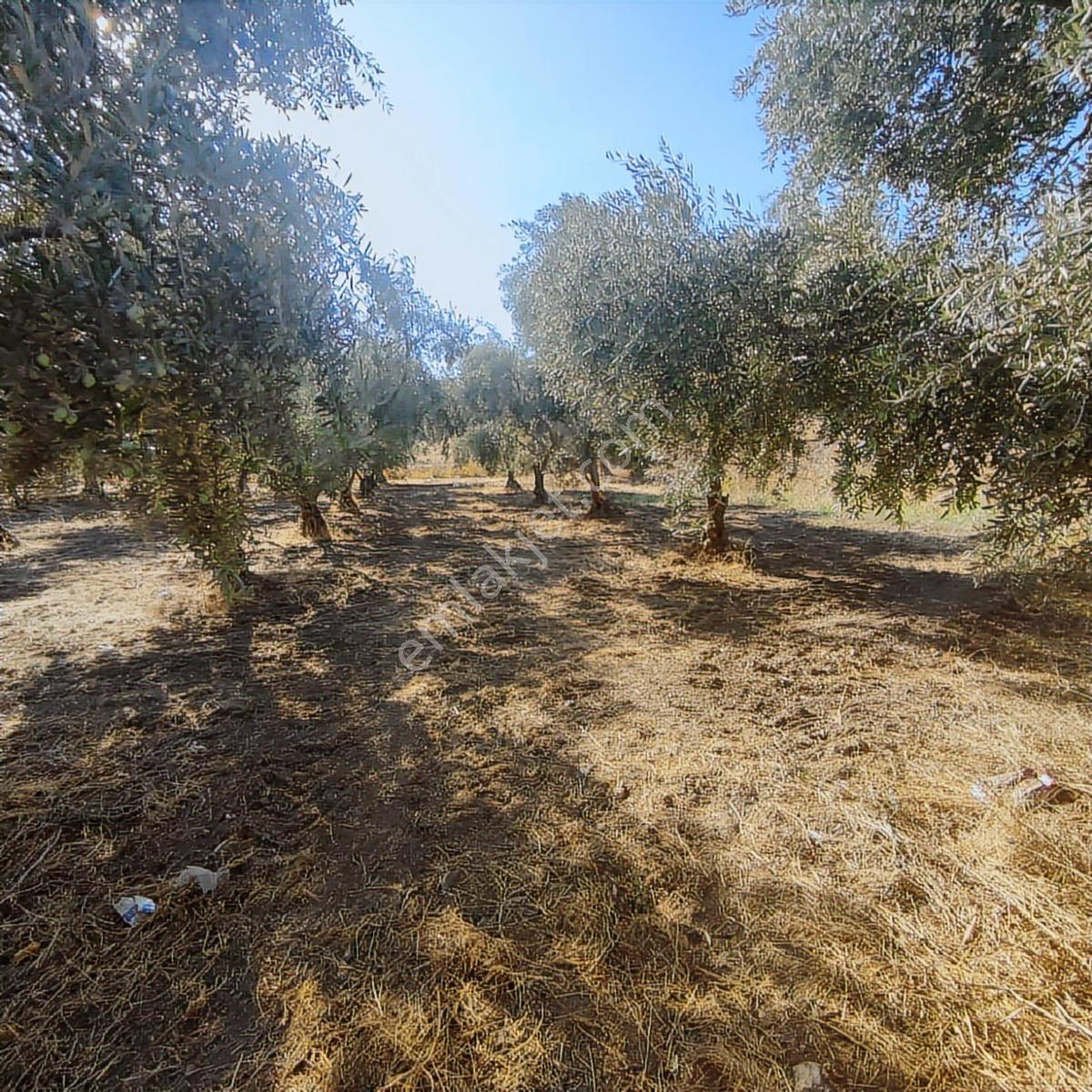 Cemal Emlak Bursa Gürsu Kazıklı Otobana Anayola Cephe 30 Ağaç Ze - Görsel 8