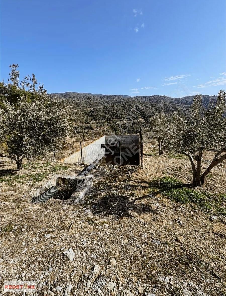 Redstone İdolden Zeytin Bahçesi - Görsel 2