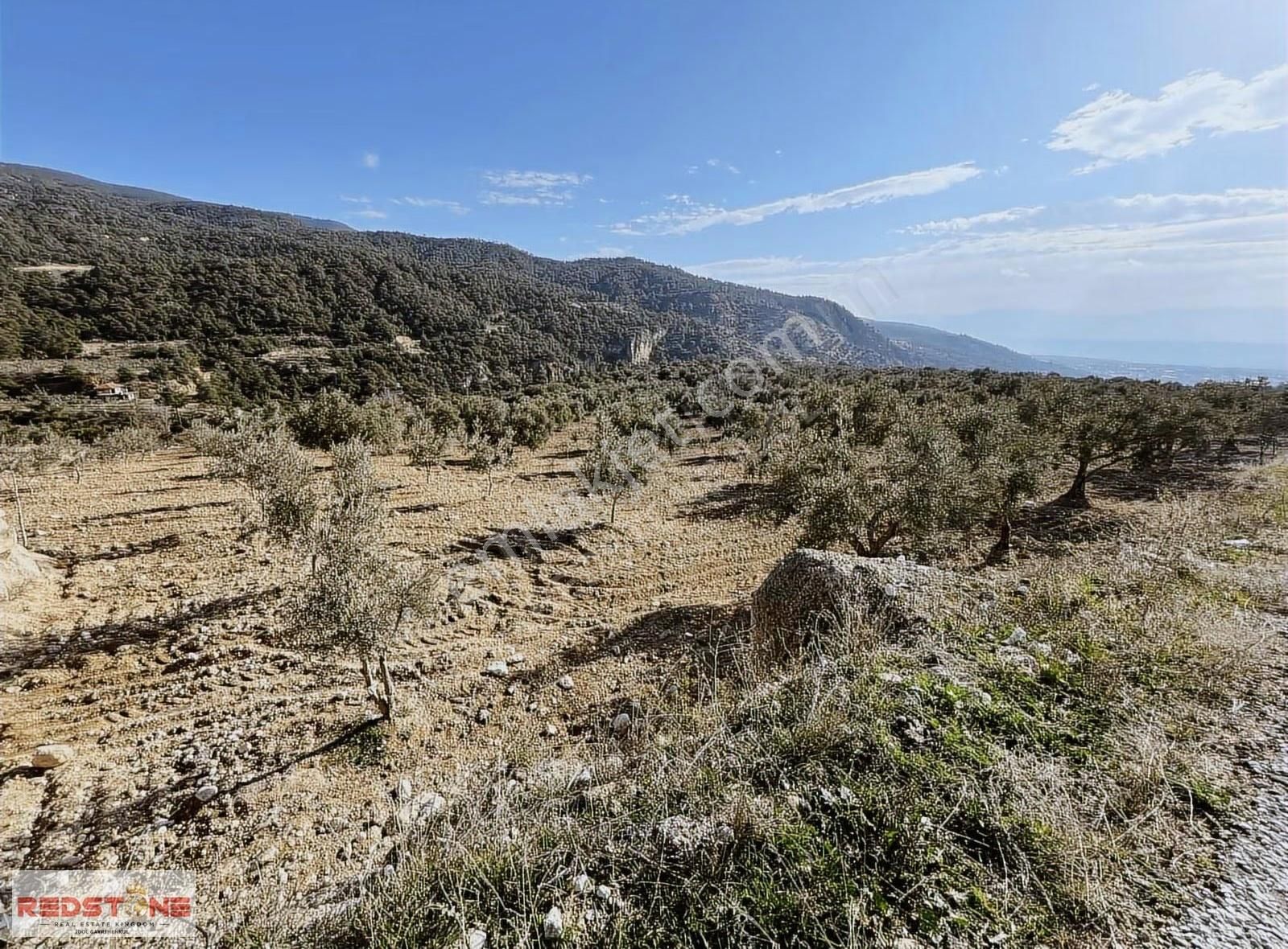 Redstone İdolden Zeytin Bahçesi - Görsel 3