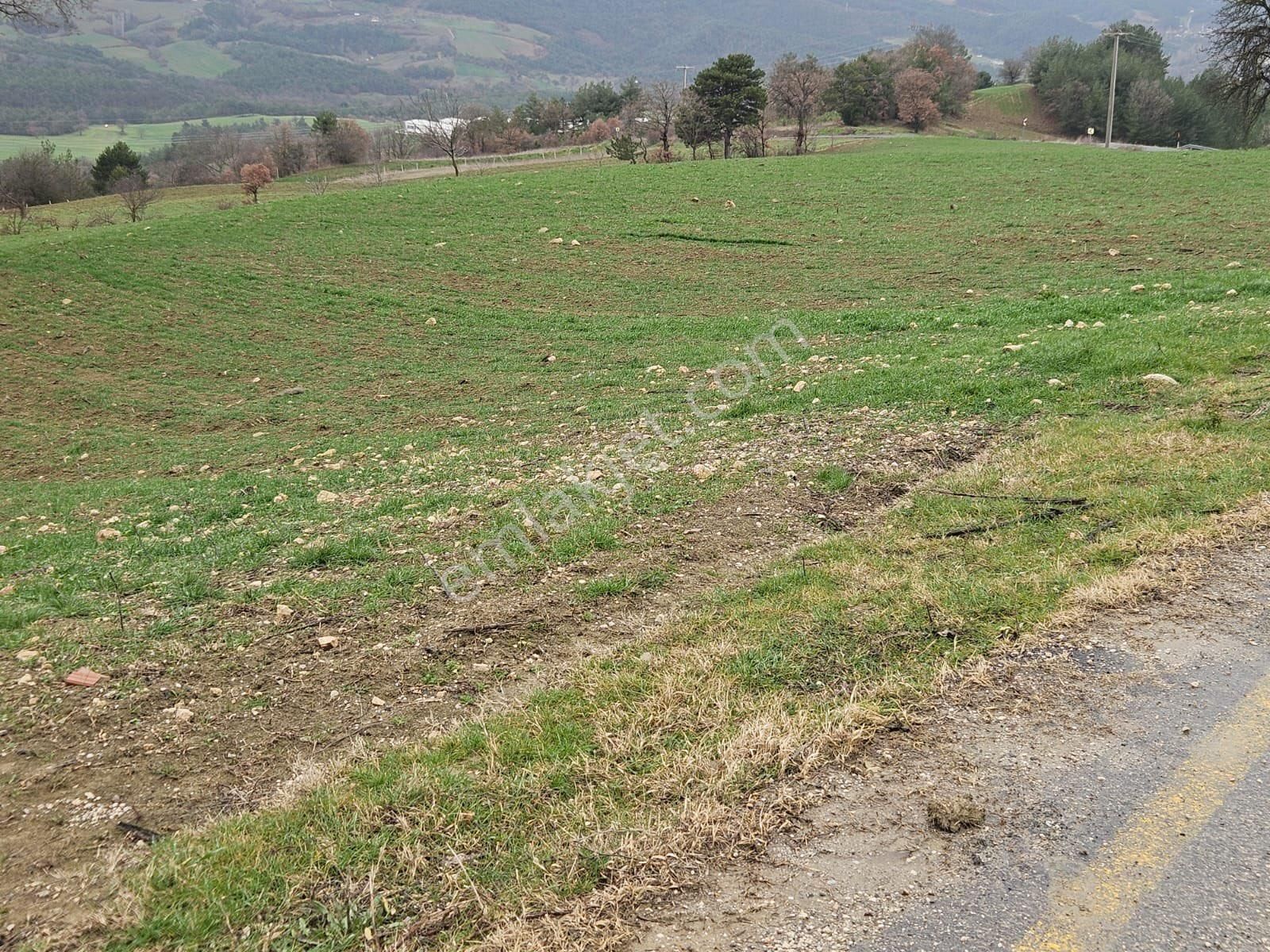 Sakarya Geyve Sabırlar Mahallesi – Asfalt Cepheli 3.704 M² Satılık Arsa - Görsel 4