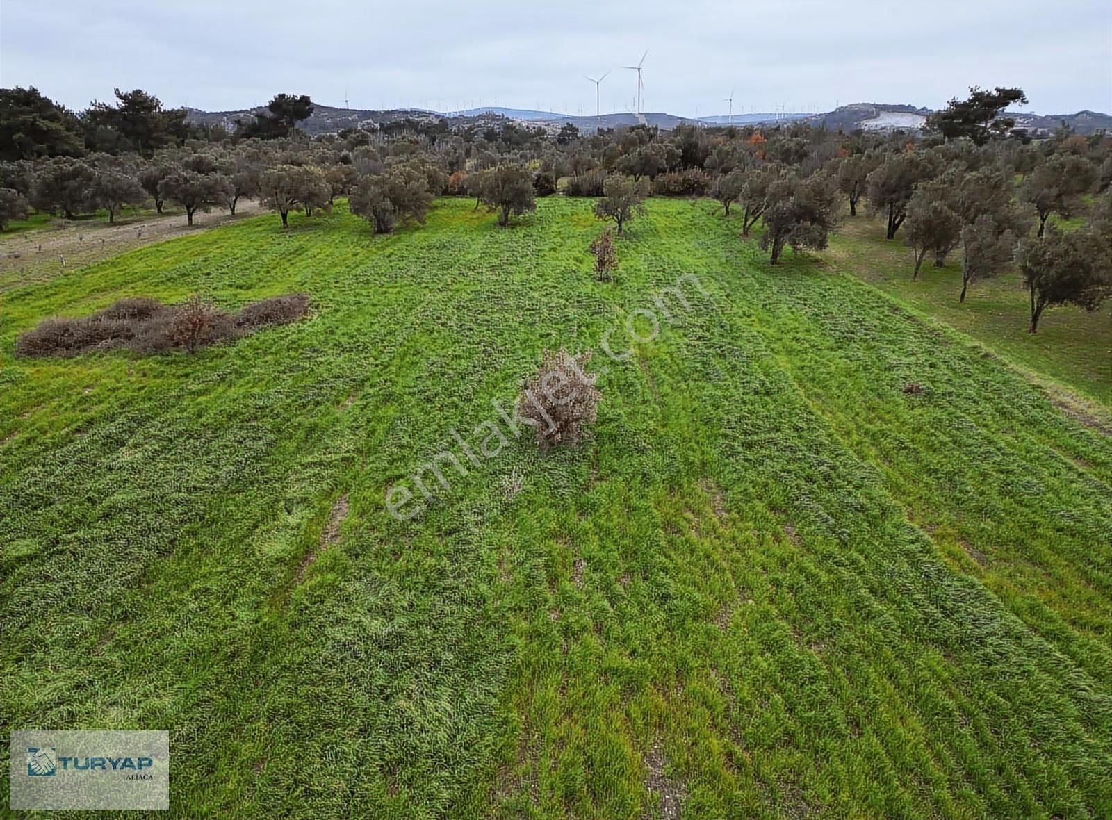 Bergama Örlemişte Satılık Zeytinlik