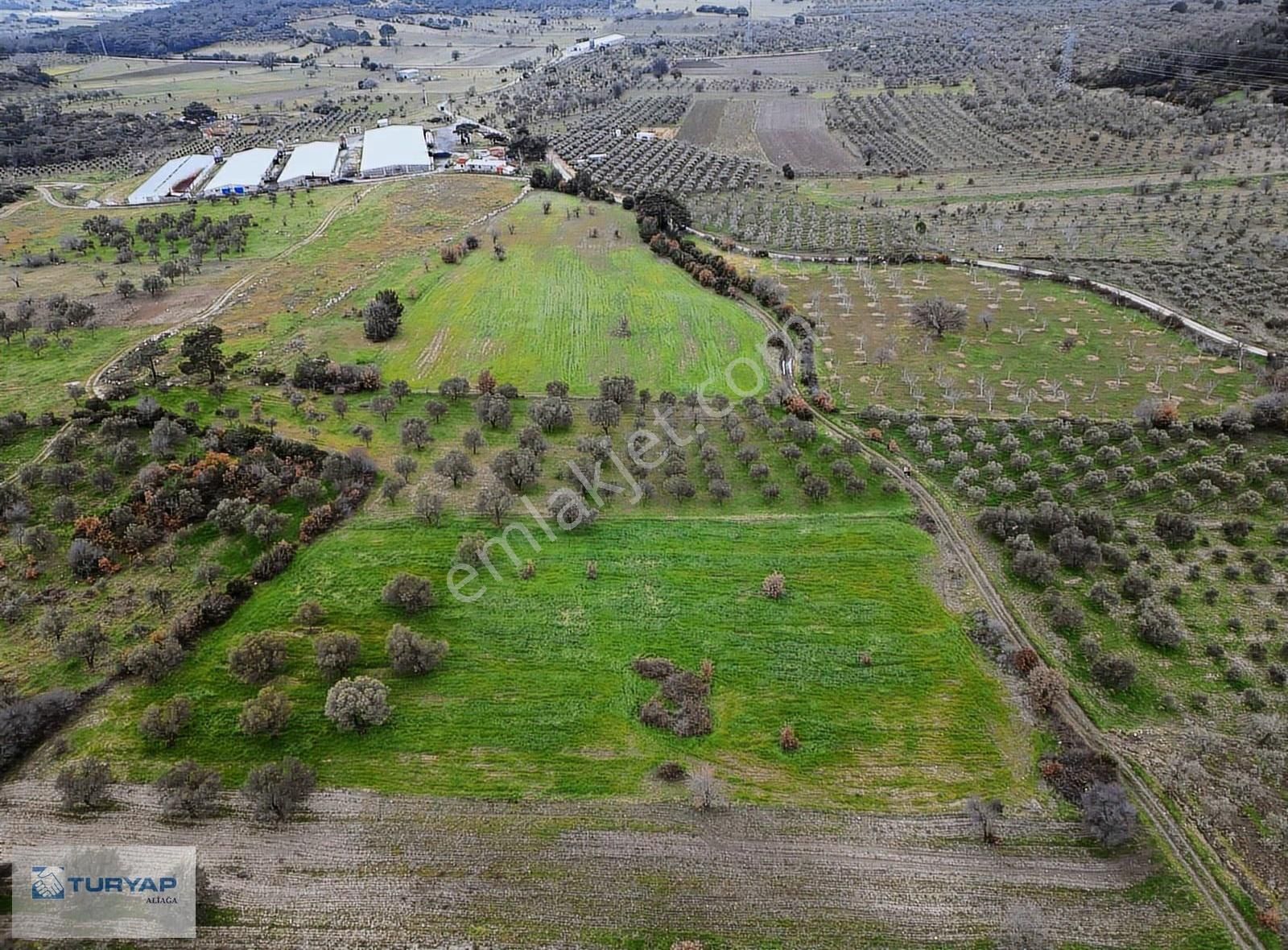 Bergama Örlemişte Satılık Zeytinlik - Görsel 3