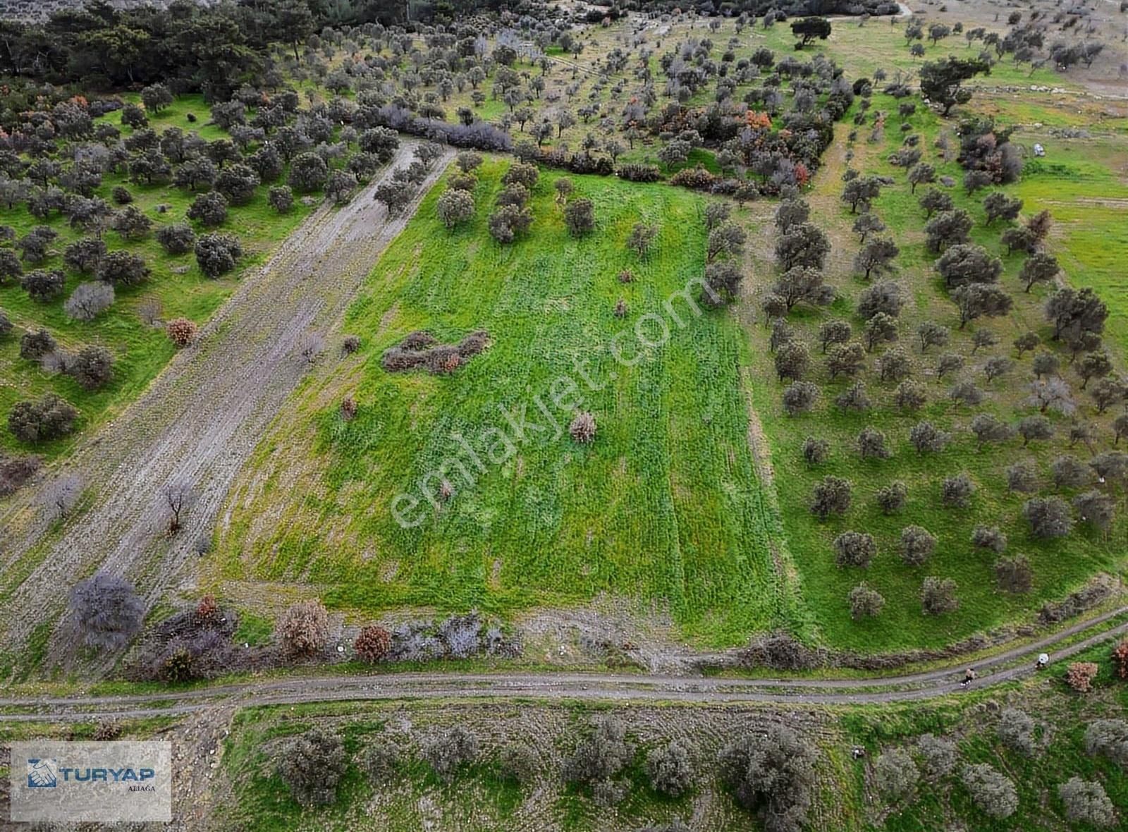 Bergama Örlemişte Satılık Zeytinlik - Görsel 4