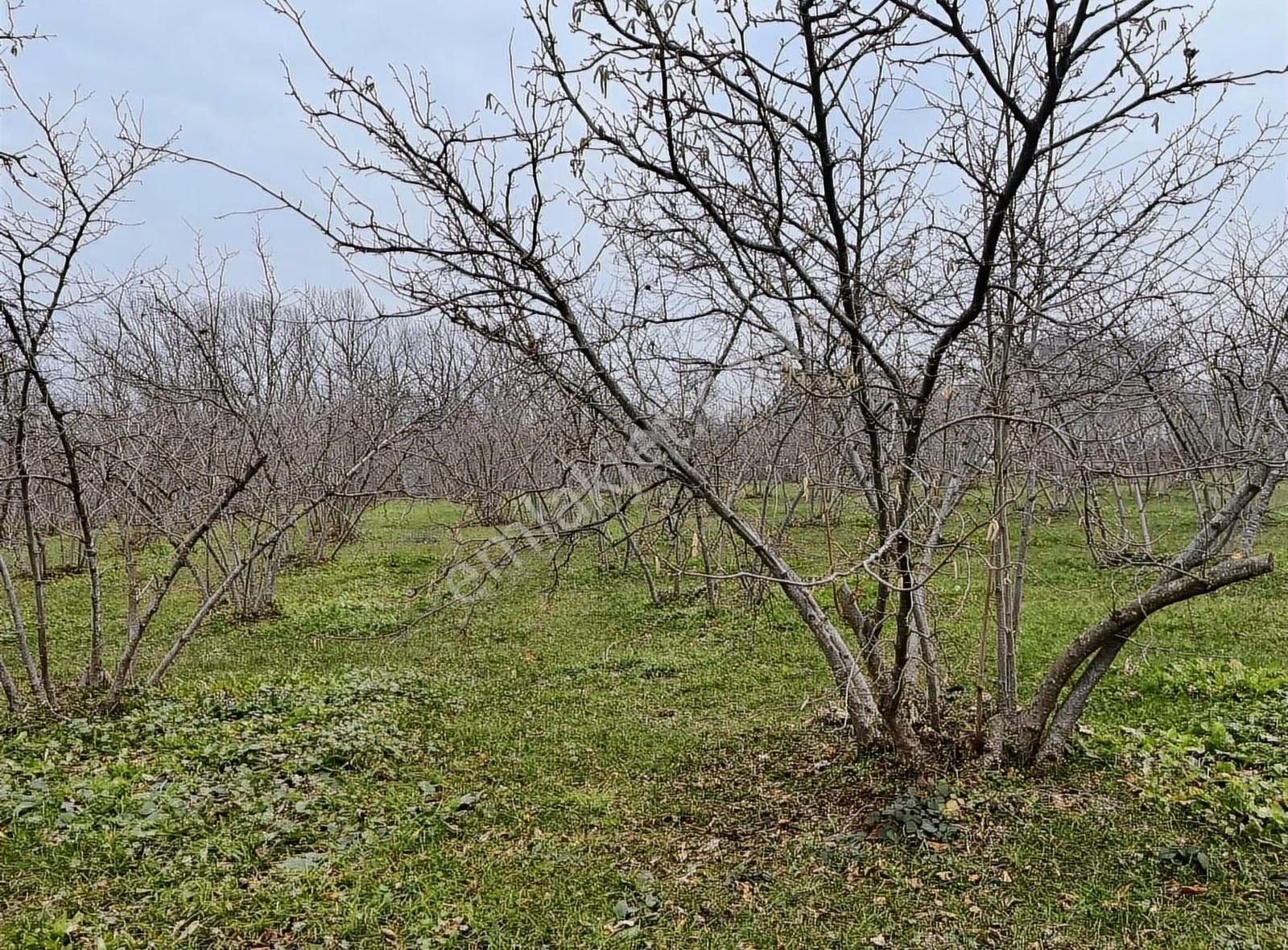 Kuzulukta Mükemmel Manzaralı... - Görsel 4
