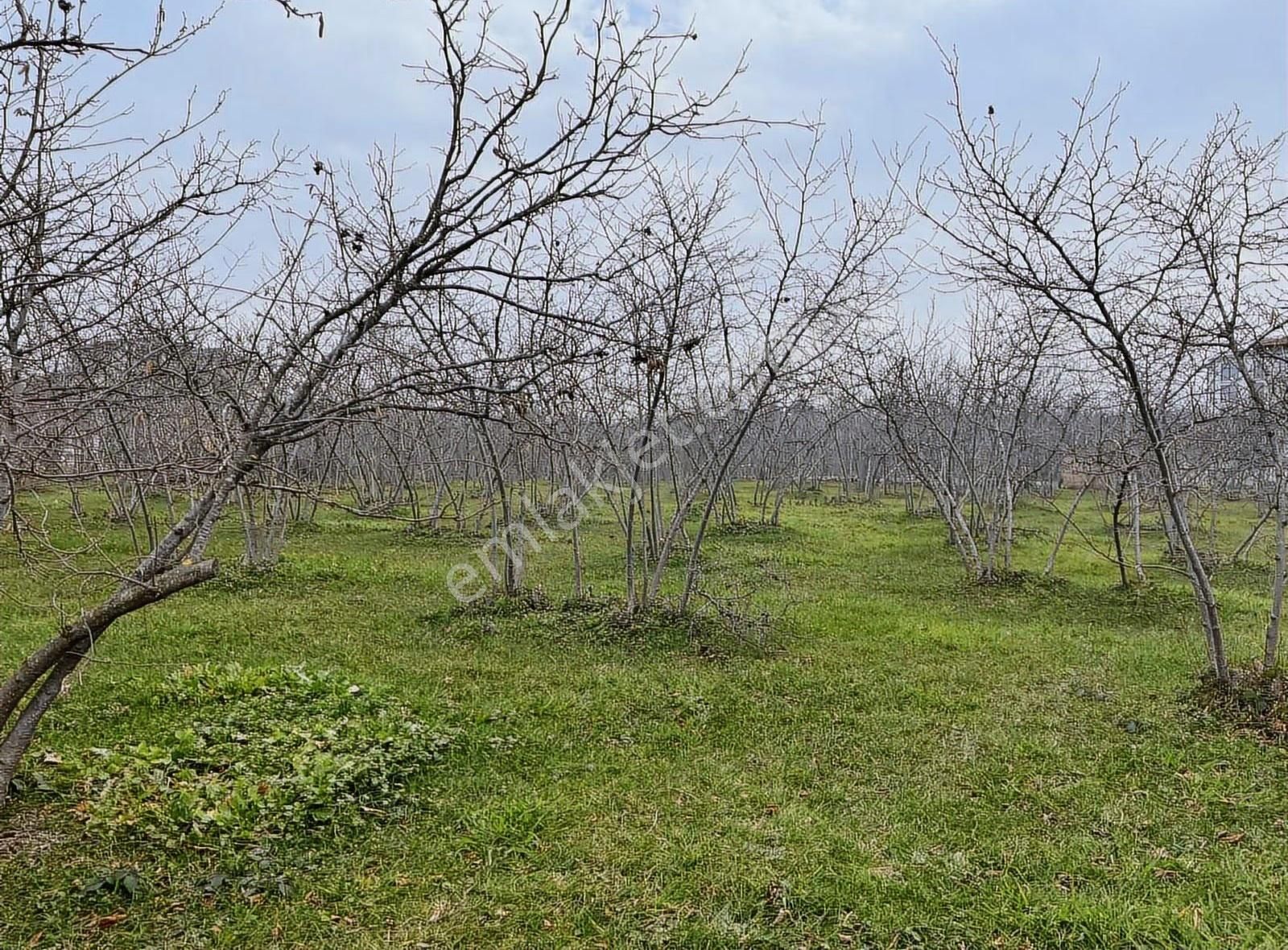 Kuzulukta Mükemmel Manzaralı... - Görsel 8