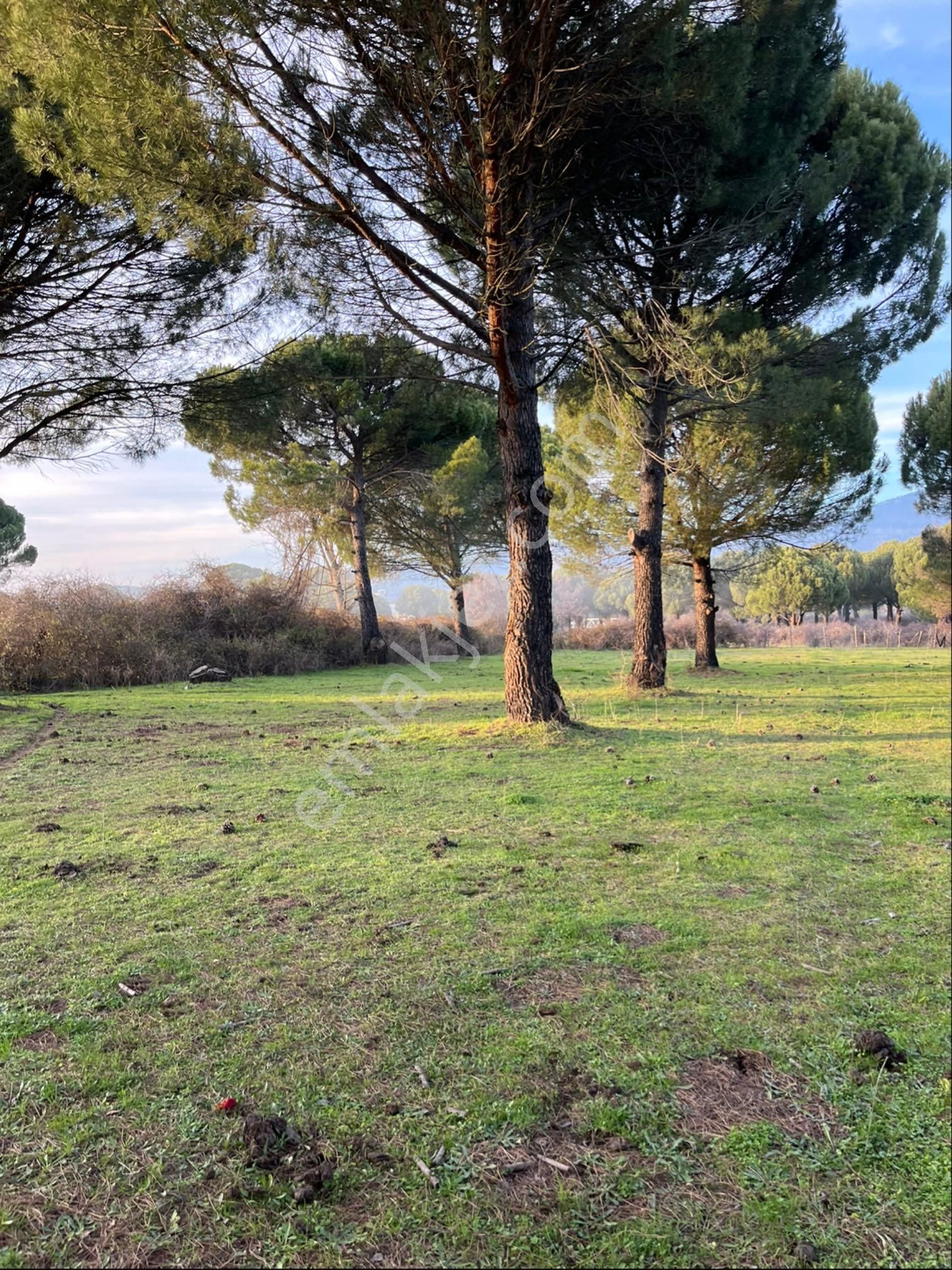 Kozak Çelebi Emlak Tan 10 Dekar Çamlık - Görsel 12