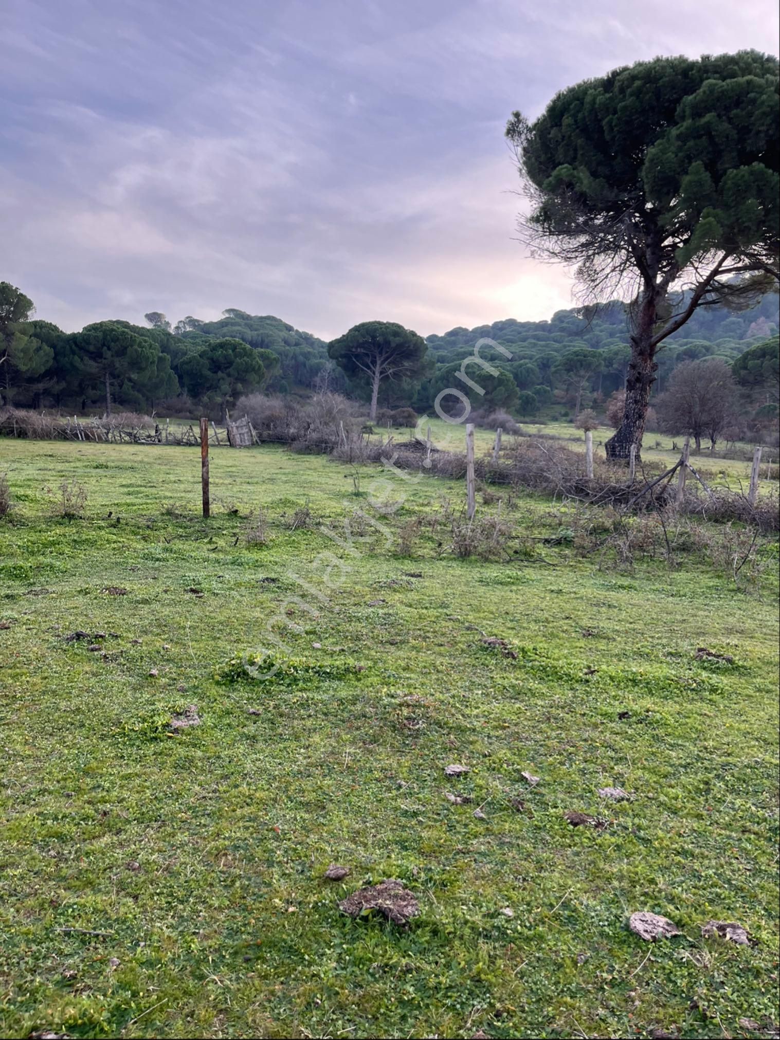 Kozak Çelebi Emlak Tan 10 Dekar Çamlık - Görsel 15