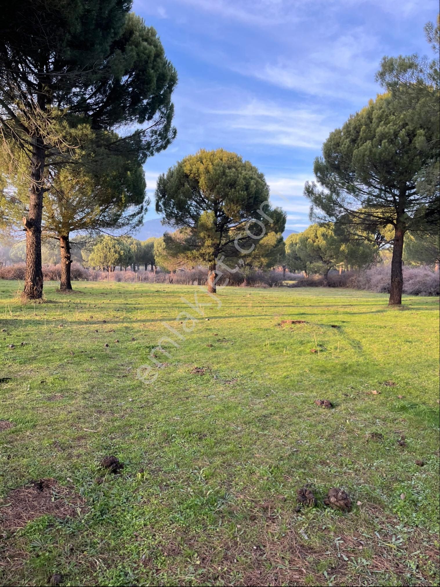 Kozak Çelebi Emlak Tan 10 Dekar Çamlık - Görsel 10