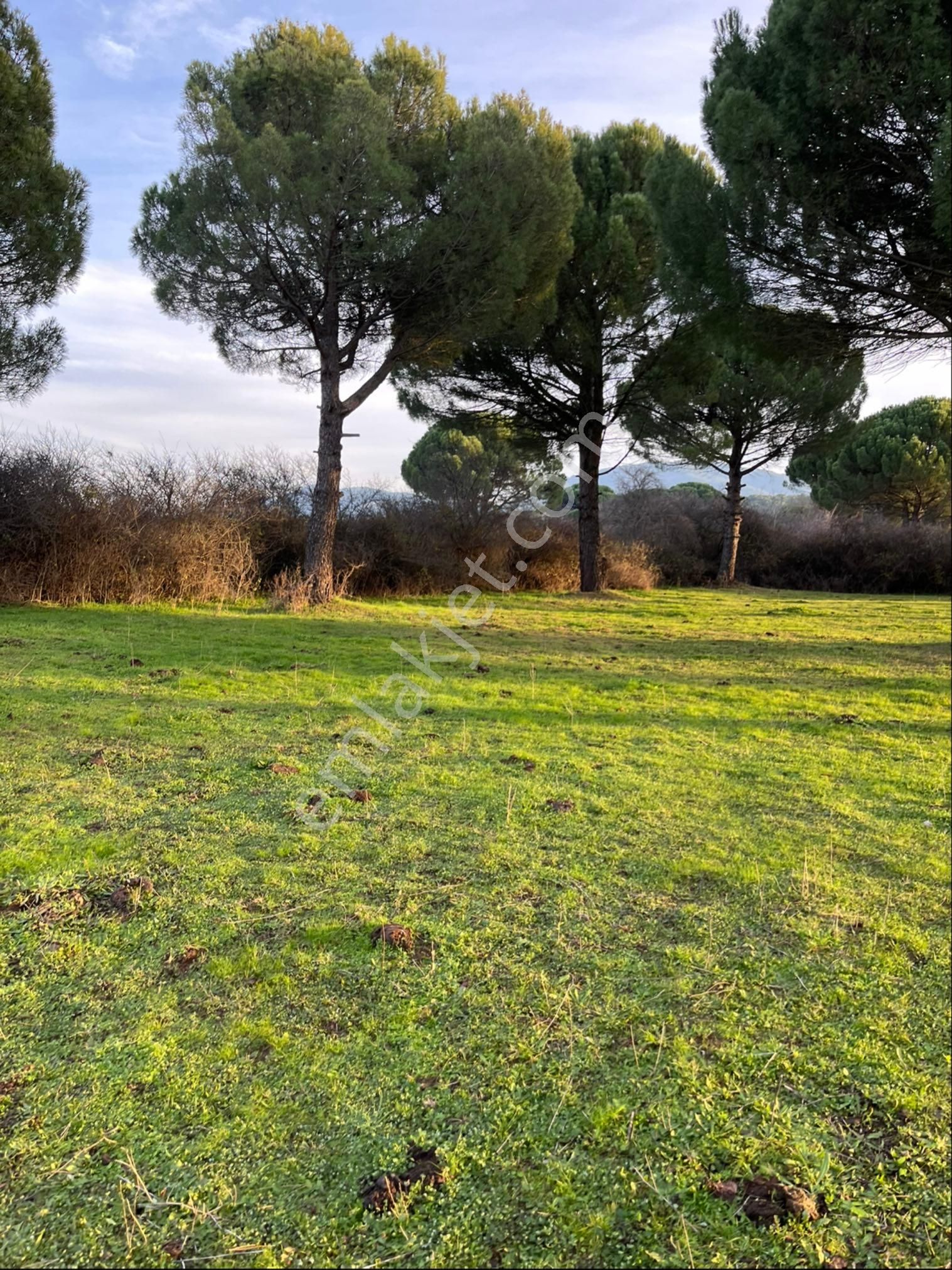 Kozak Çelebi Emlak Tan 10 Dekar Çamlık