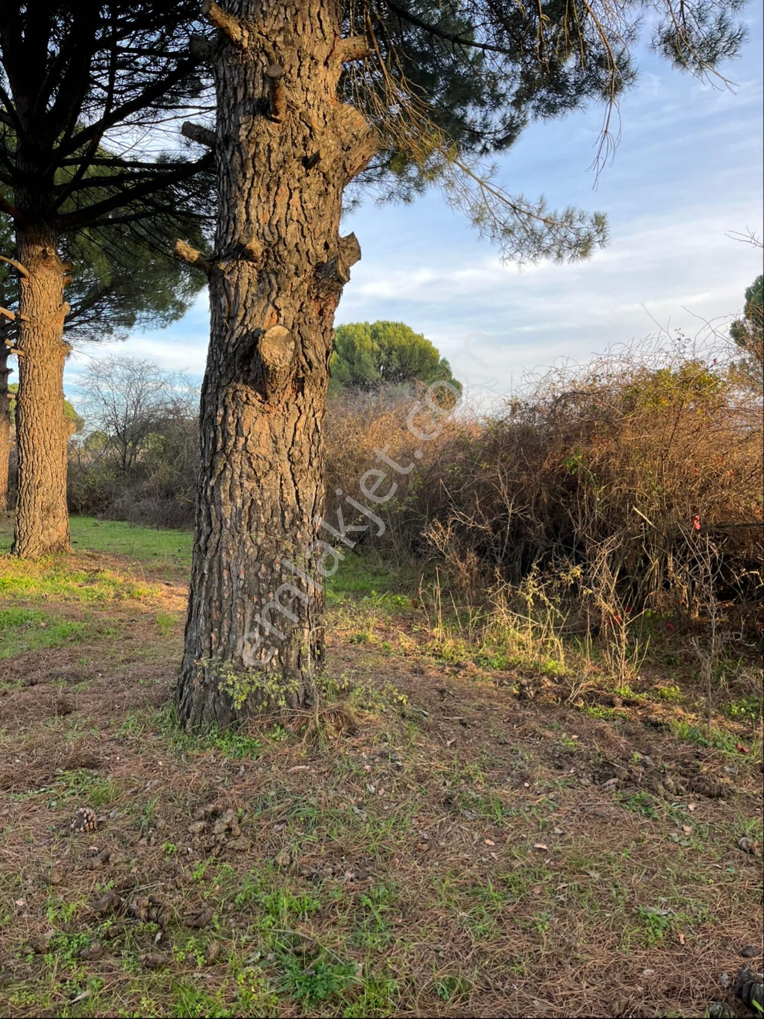 Kozak Çelebi Emlak Tan 10 Dekar Çamlık - Görsel 8