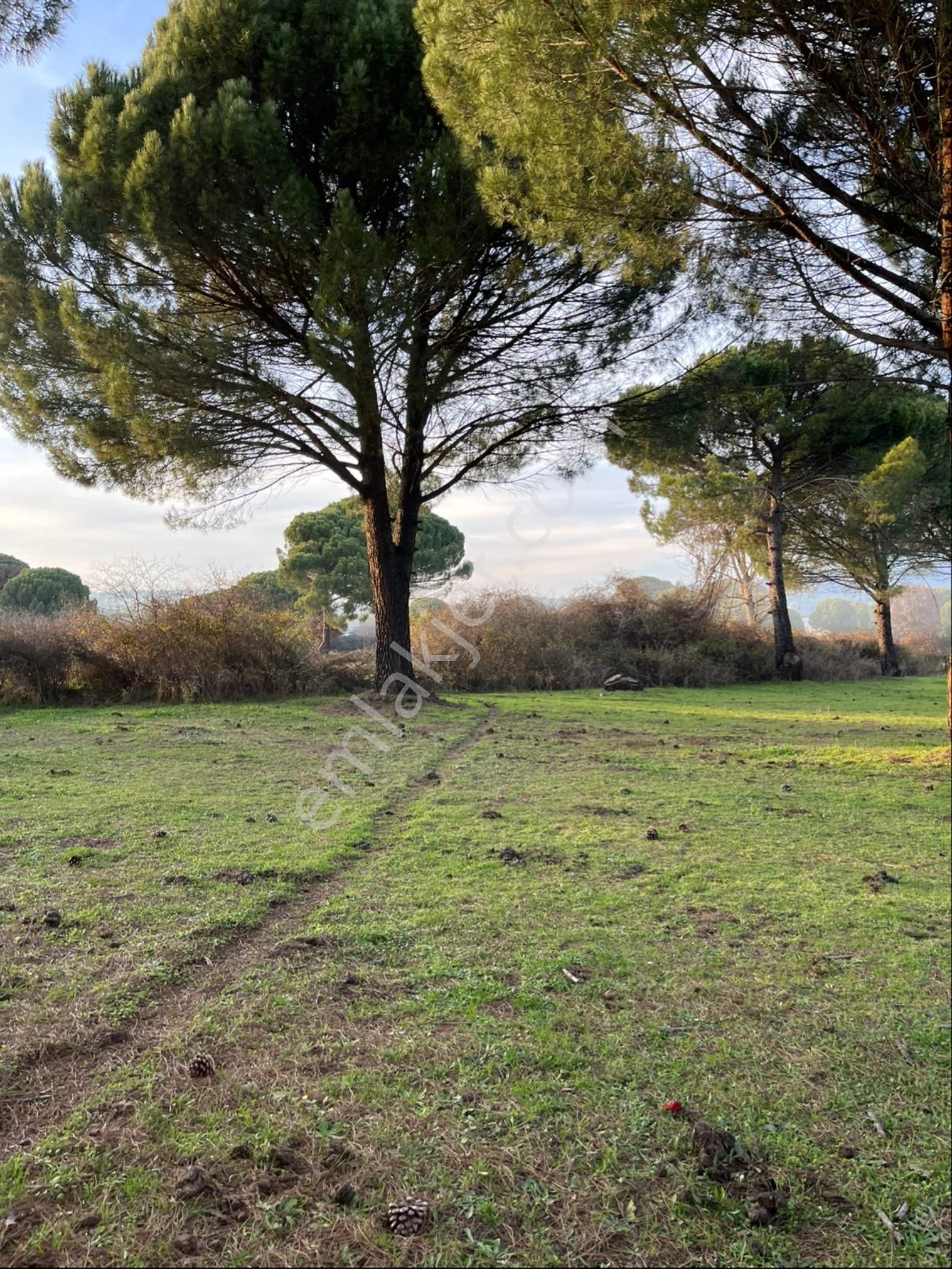 Kozak Çelebi Emlak Tan 10 Dekar Çamlık - Görsel 13