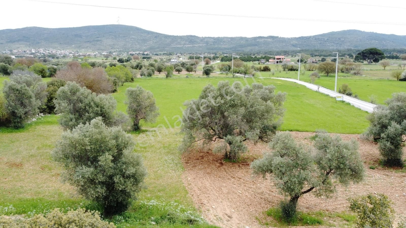 Urla Barbaros'ta Orman Sınırında, Yatırıma Uygun, Zeytinli Tarla - Görsel 3