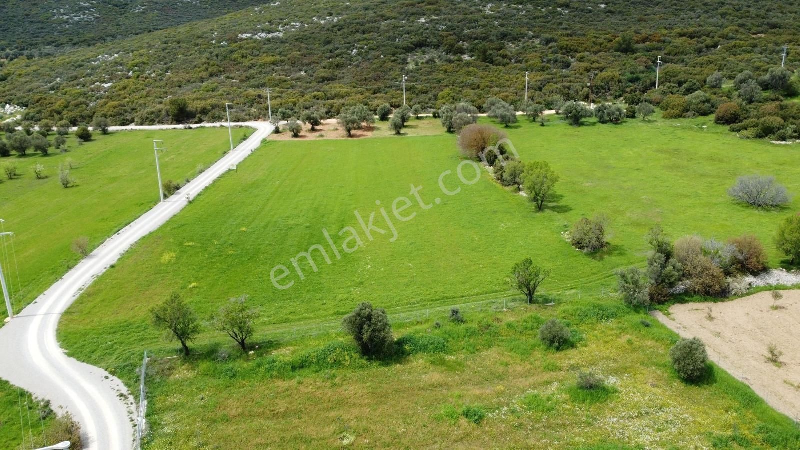 Urla Barbaros'ta Orman Sınırında, Yatırıma Uygun, Zeytinli Tarla