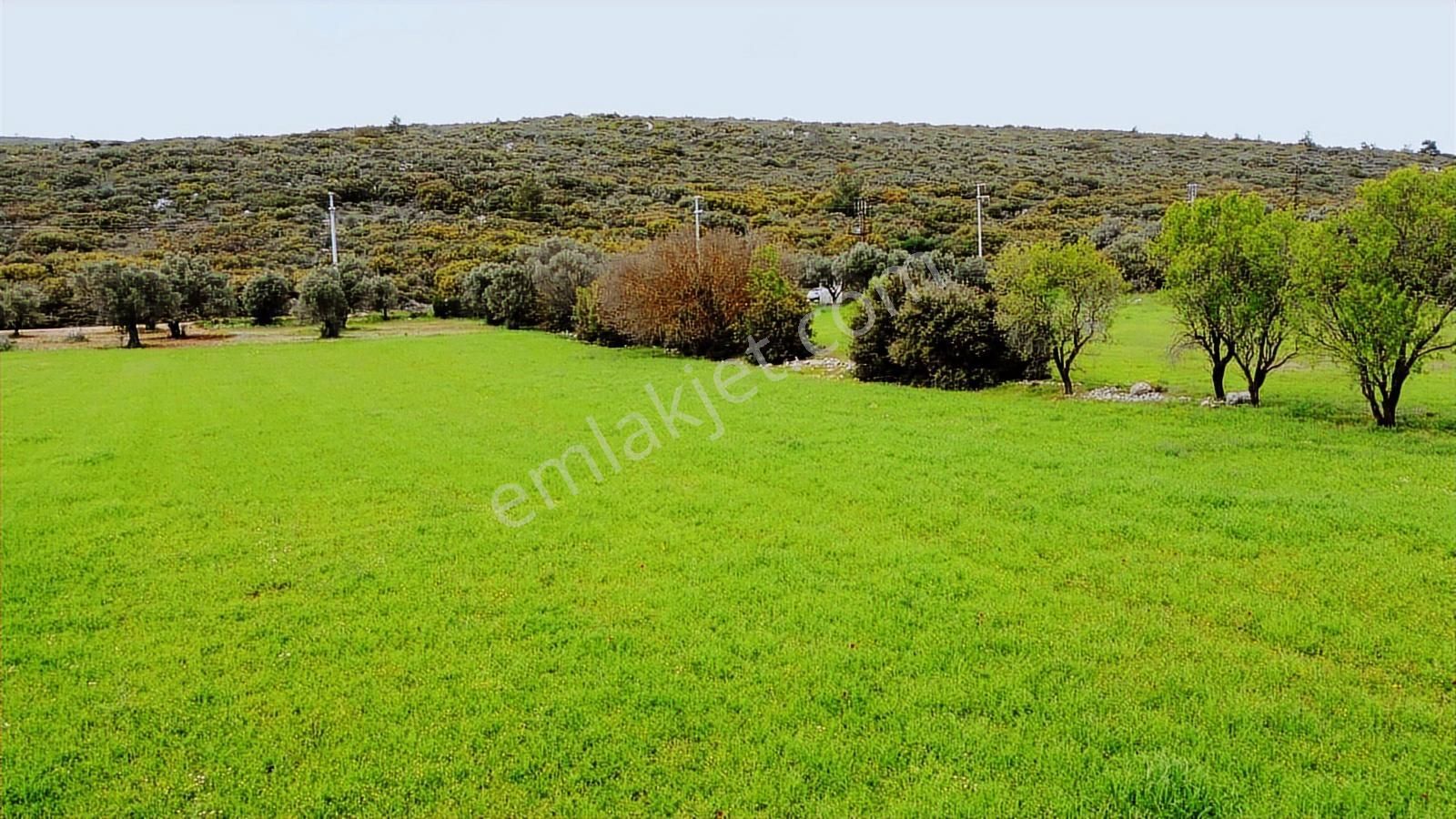 Urla Barbaros'ta Orman Sınırında, Yatırıma Uygun, Zeytinli Tarla - Görsel 7