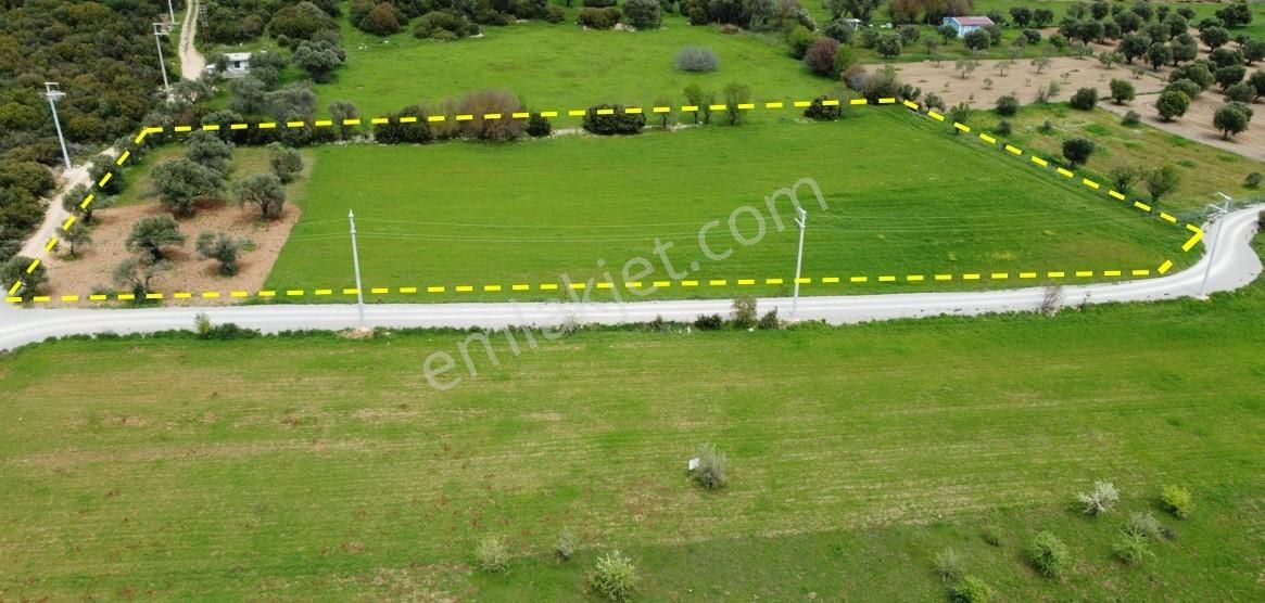 Urla Barbaros'ta Orman Sınırında, Yatırıma Uygun, Zeytinli Tarla - Görsel 4