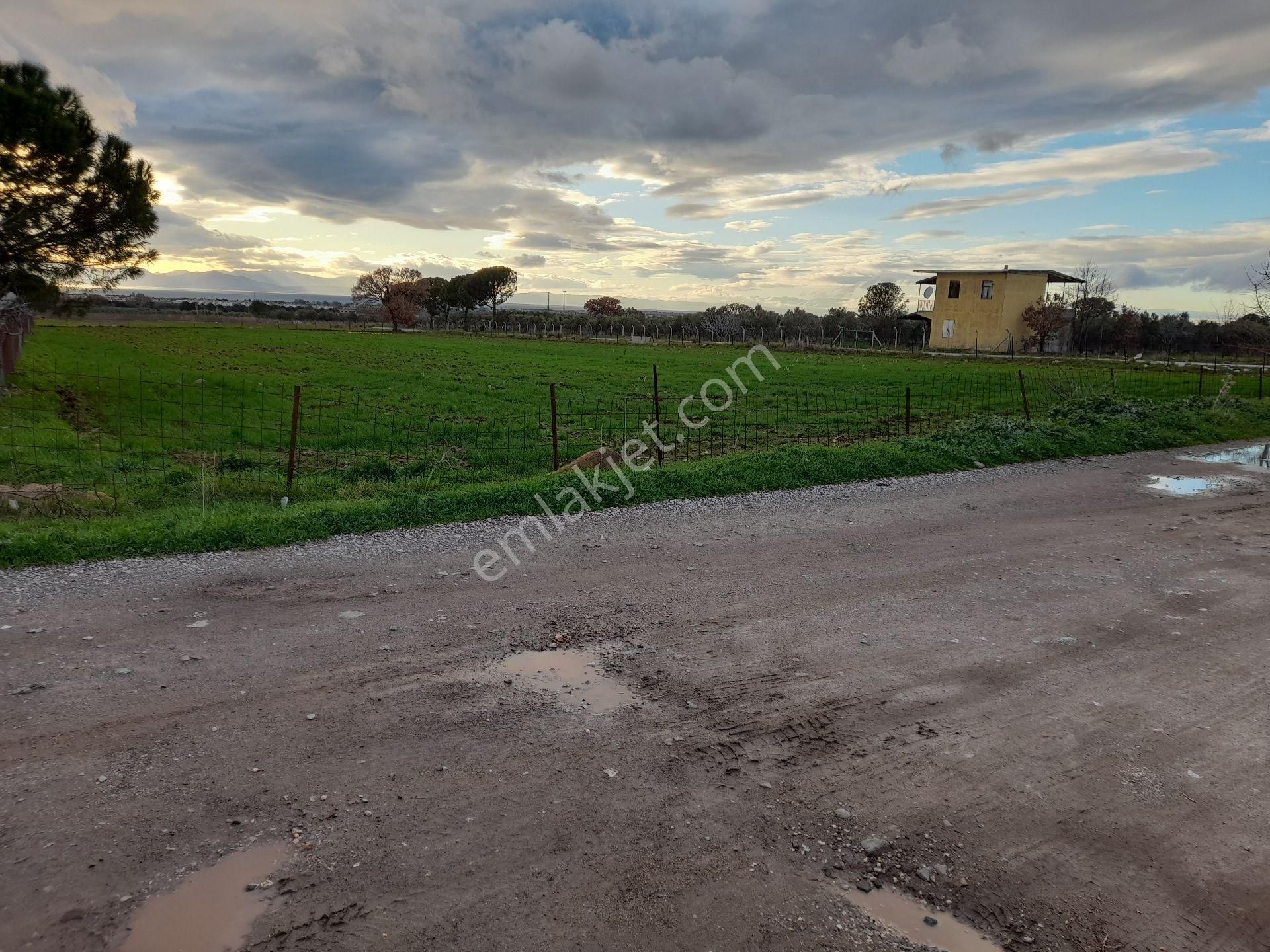 Dikili Salihler Mahallesi 5 Dönüm Satılık Tarla - Görsel 9