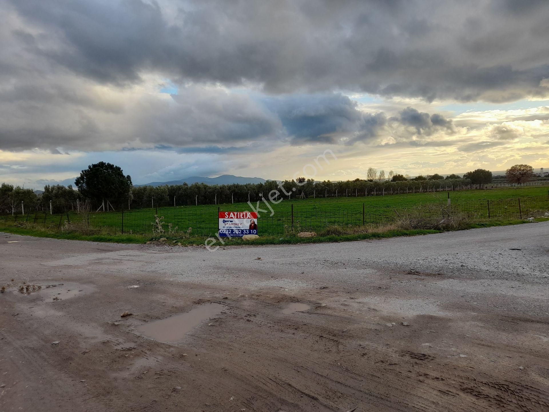 Dikili Salihler Mahallesi 5 Dönüm Satılık Tarla - Görsel 5