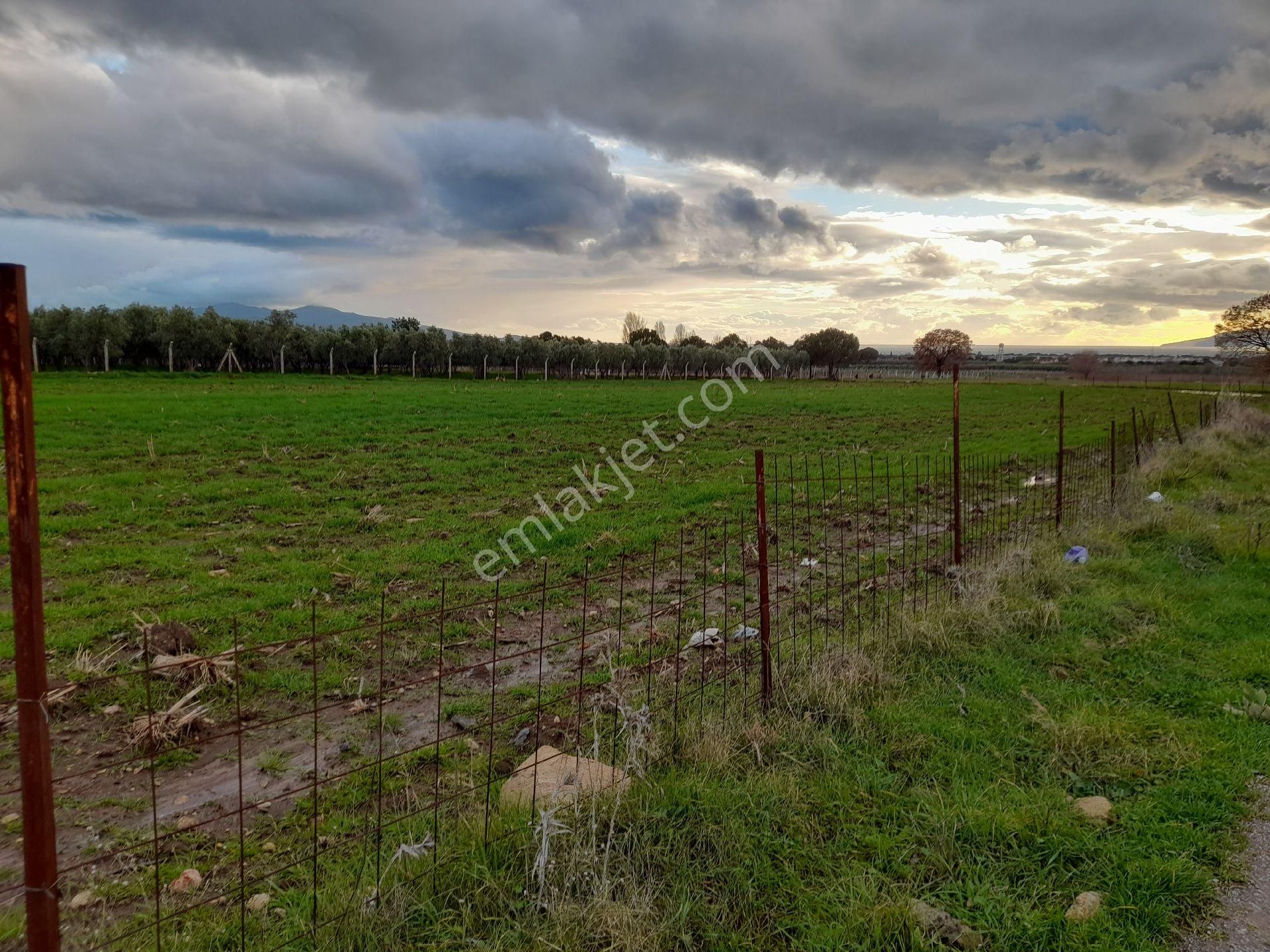Dikili Salihler Mahallesi 5 Dönüm Satılık Tarla - Görsel 4