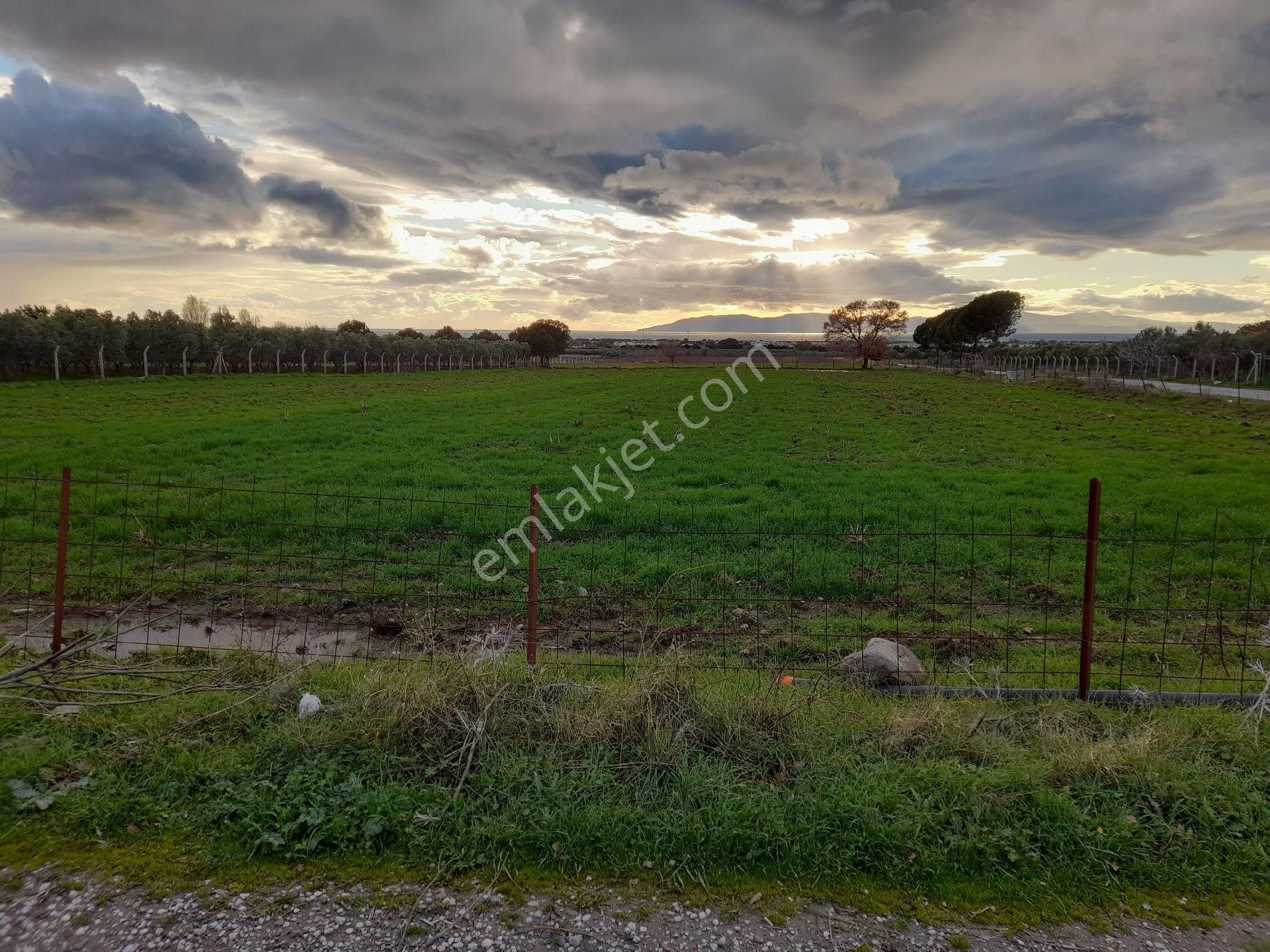 Dikili Salihler Mahallesi 5 Dönüm Satılık Tarla - Görsel 7