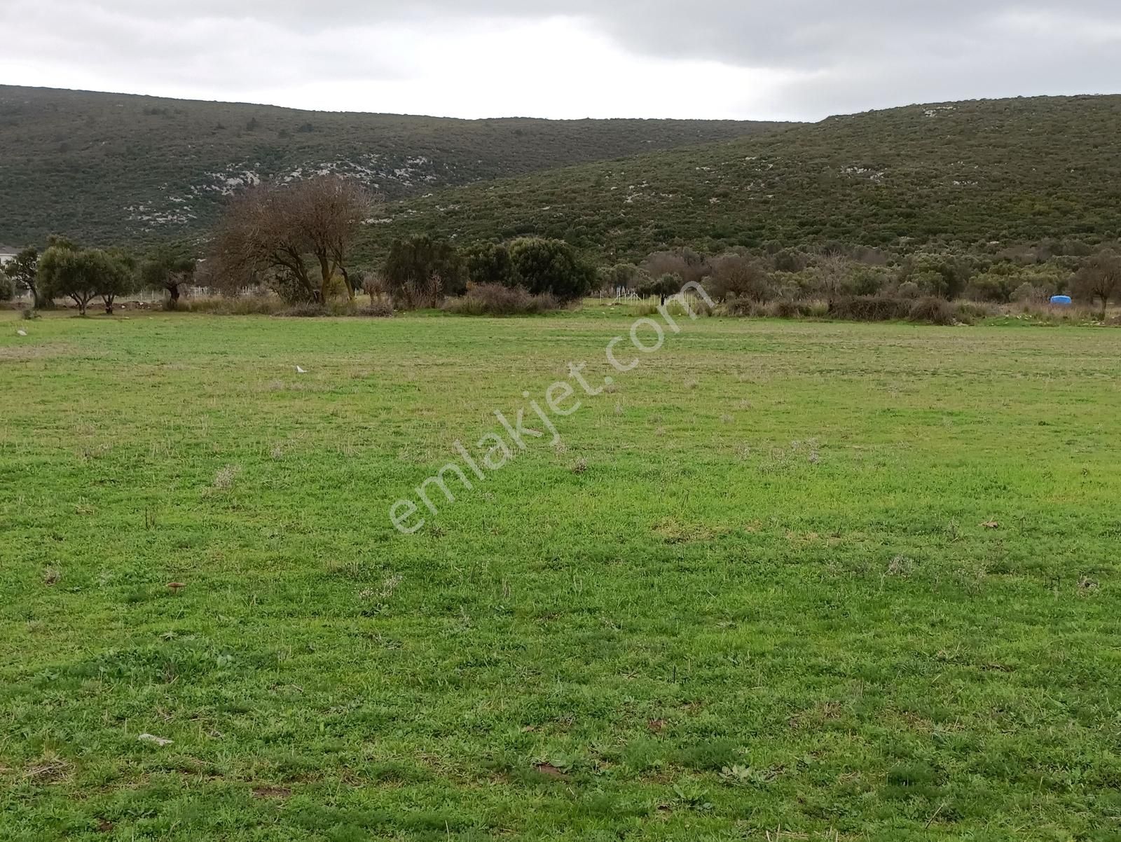 Urla Barbaros Köyünde 5120 M² Tarla - Görsel 15