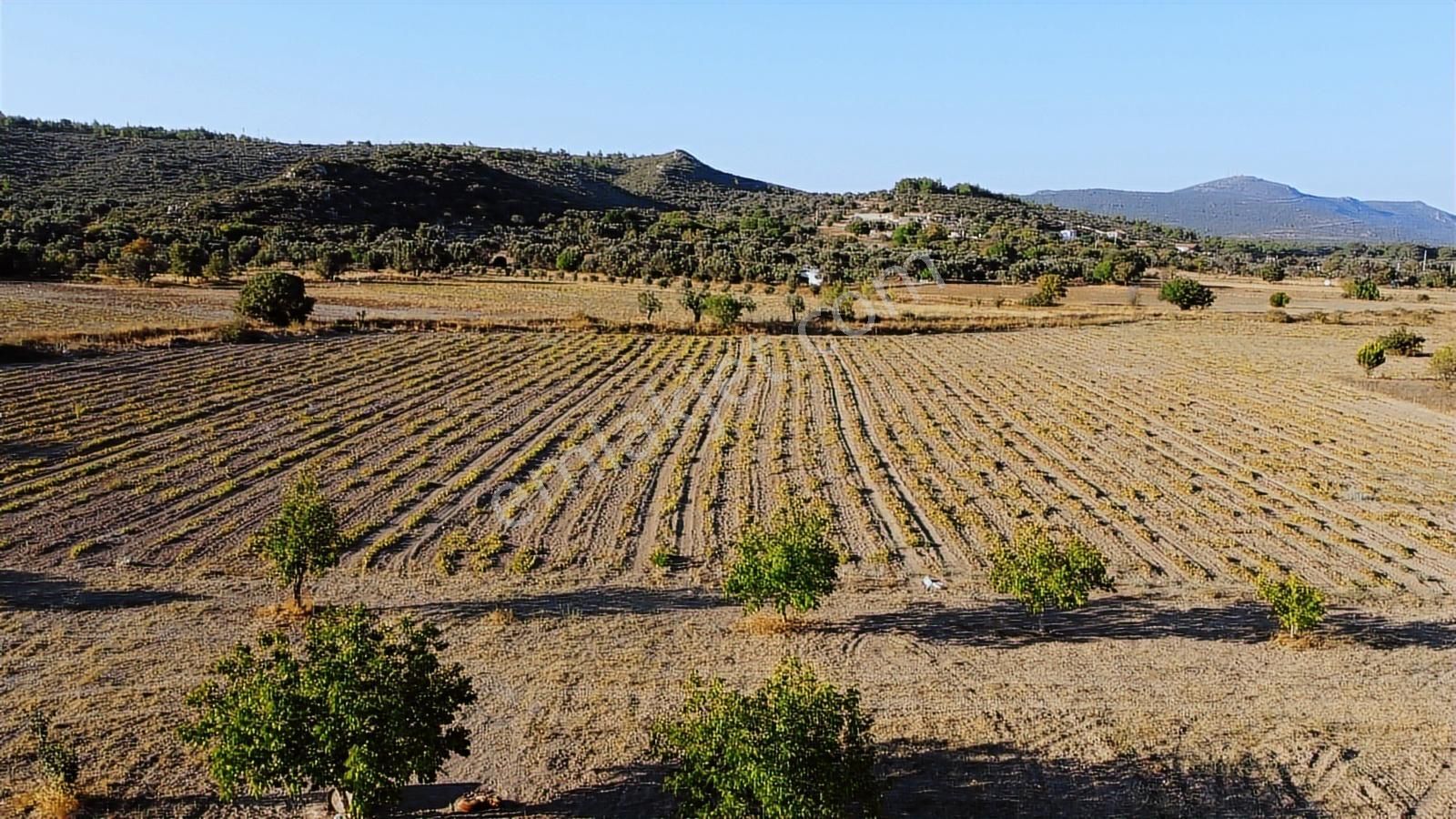 Urla Barbaros Köyünde 5120 M² Tarla - Görsel 6