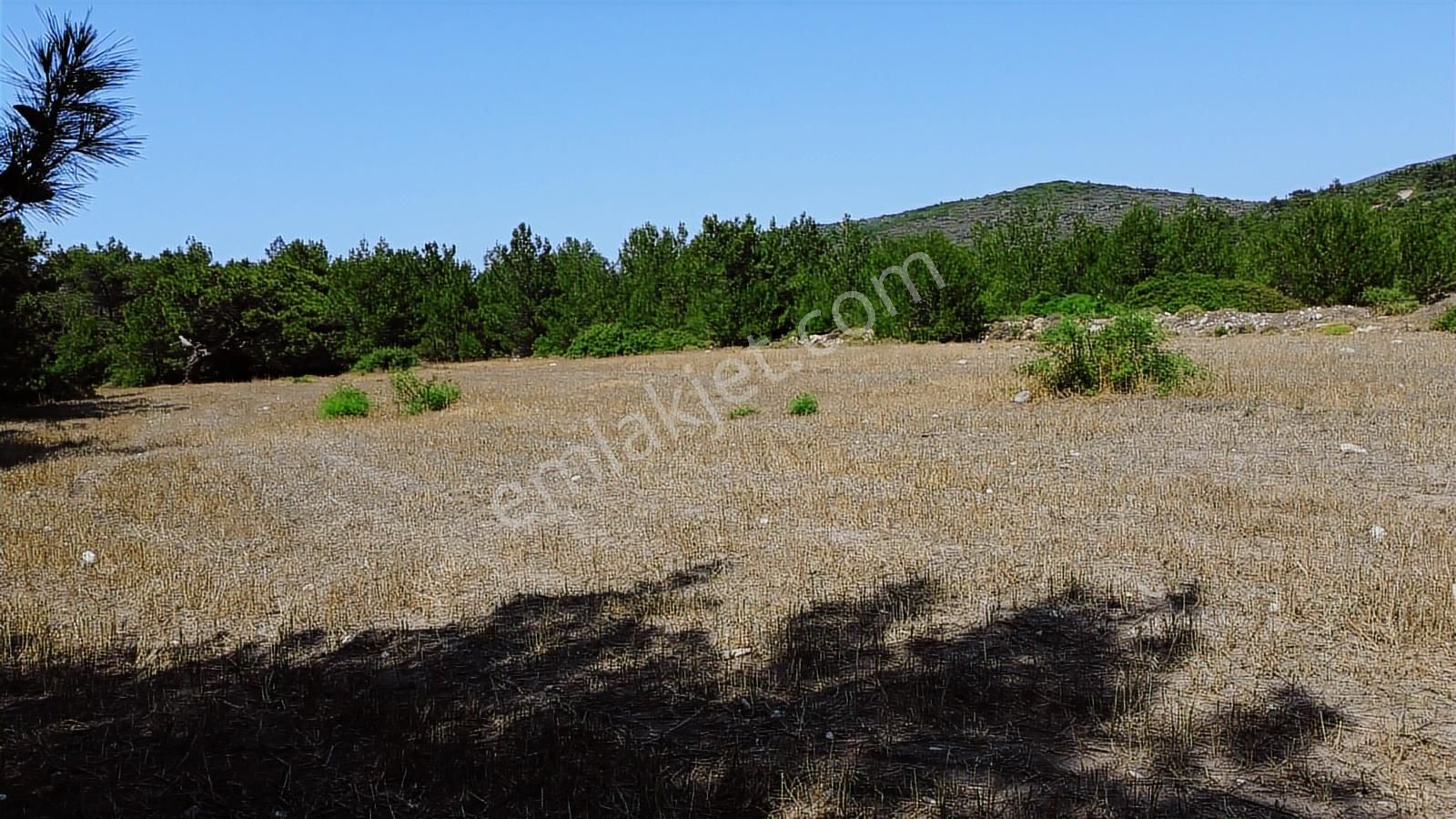 Urla Kadıovacık Köyünde Ormanın İçinde Huzur Dolu Arazi - Görsel 9